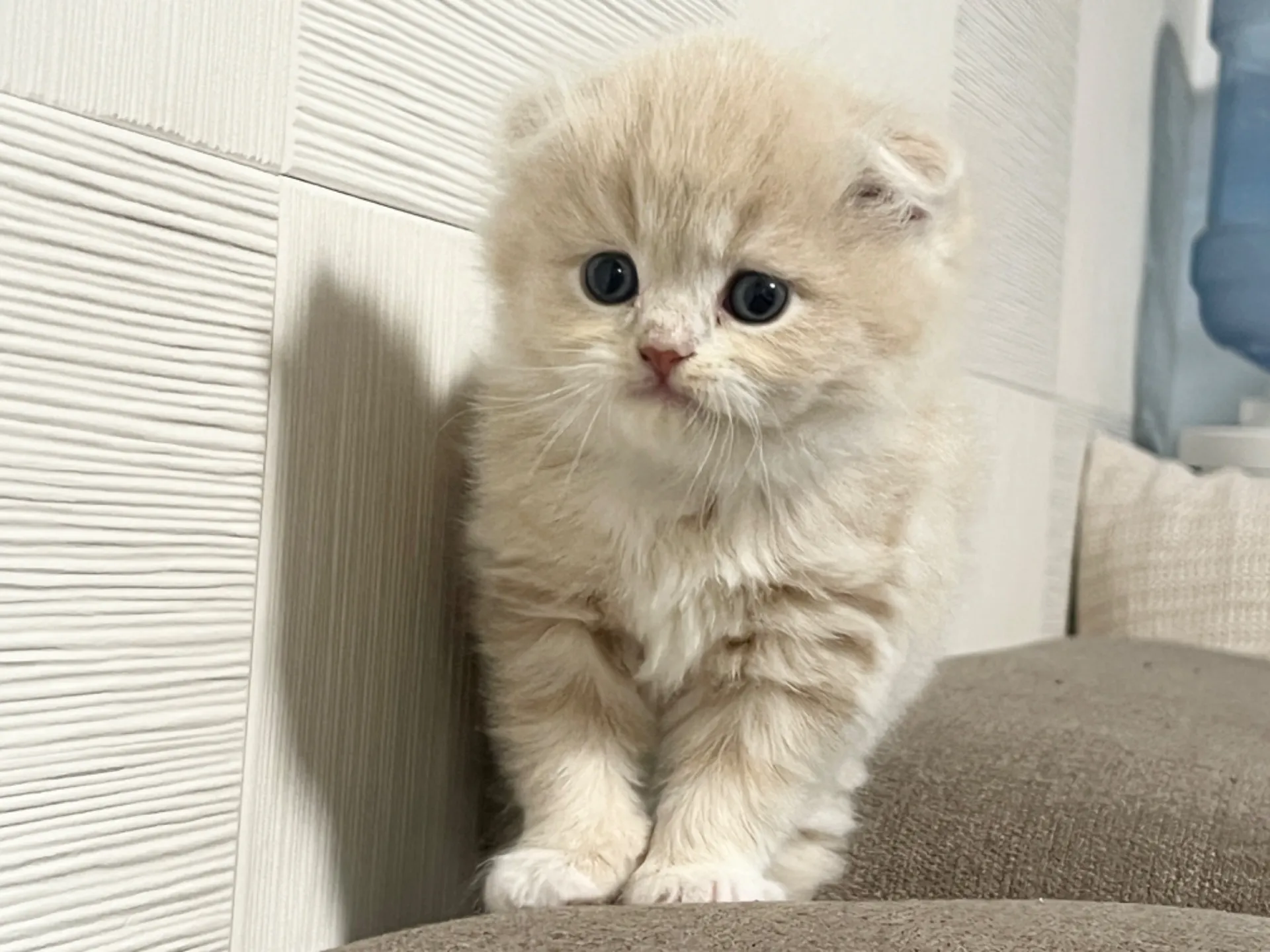 スコティッシュフォールド(1/14生)