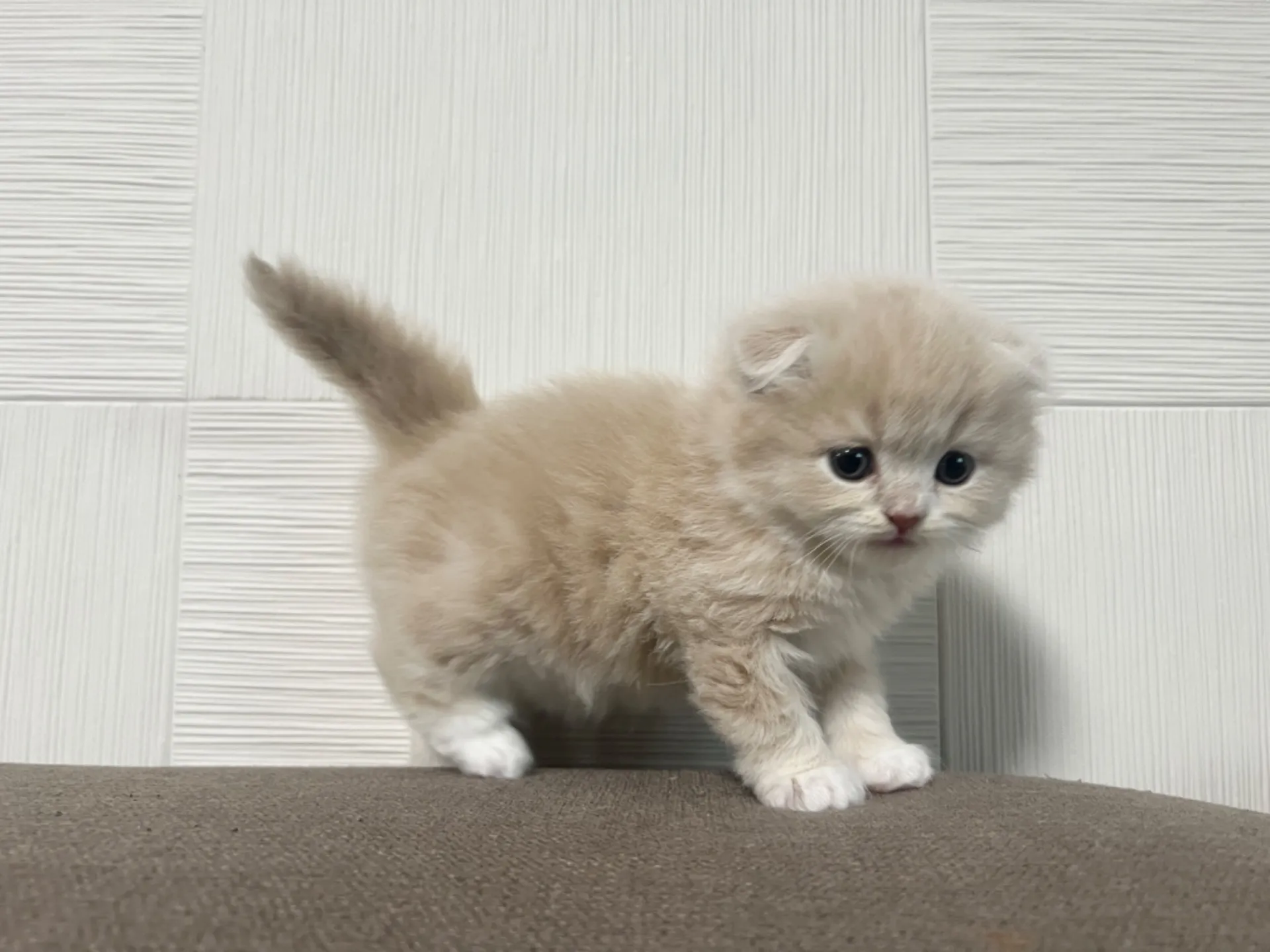 スコティッシュフォールド(1/14生)