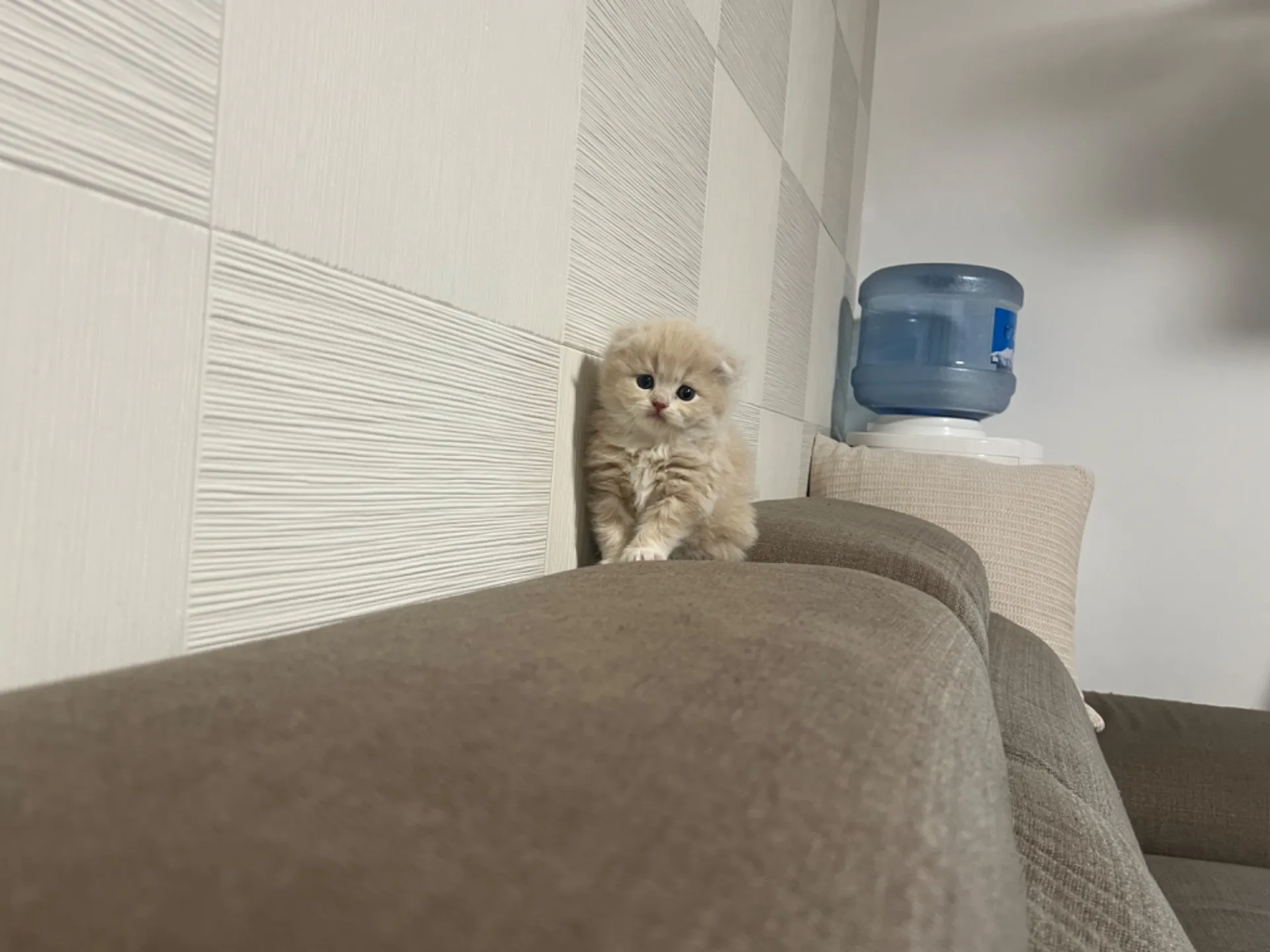 スコティッシュフォールド(1/14生)