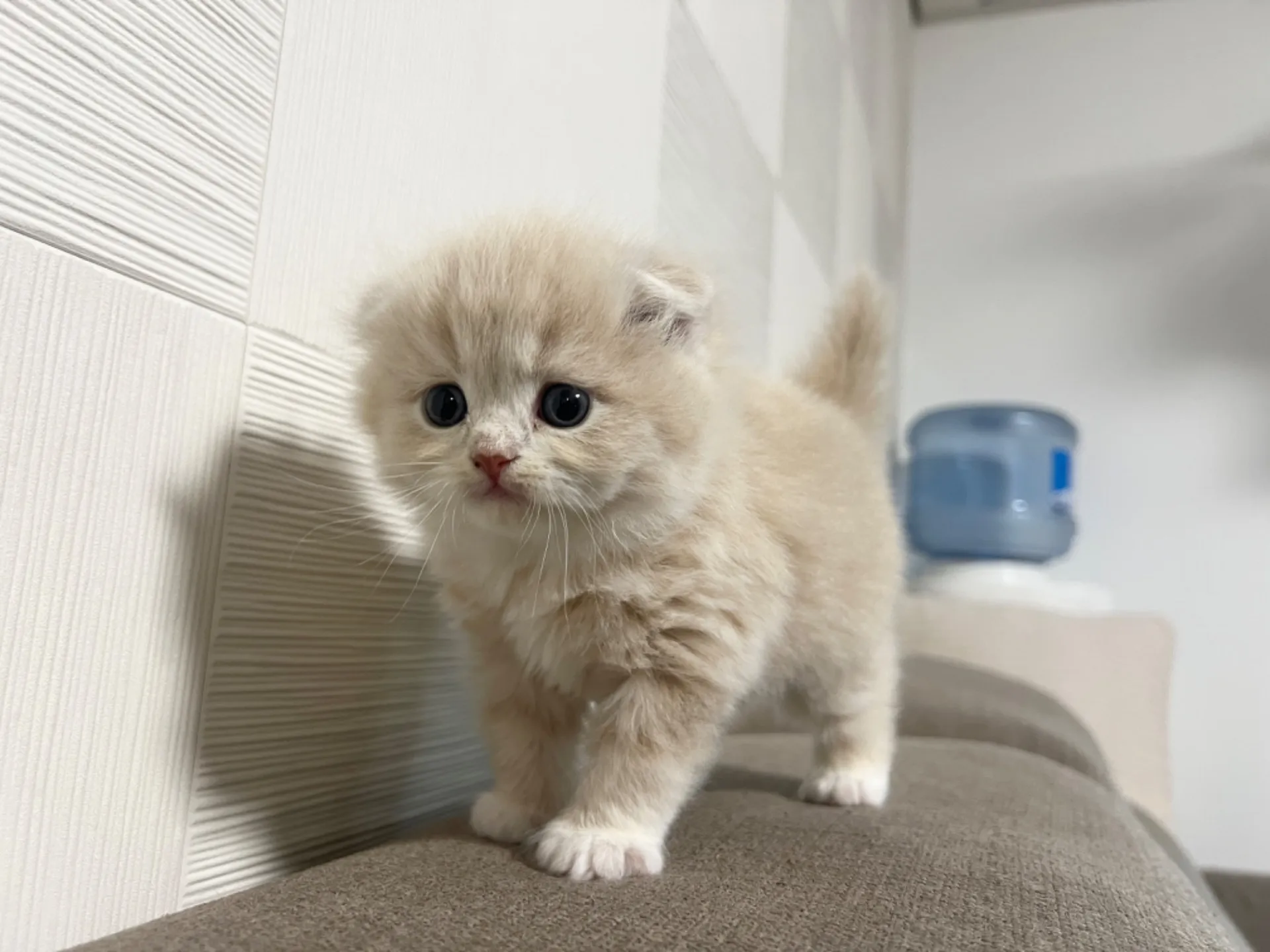 スコティッシュフォールド(1/14生)