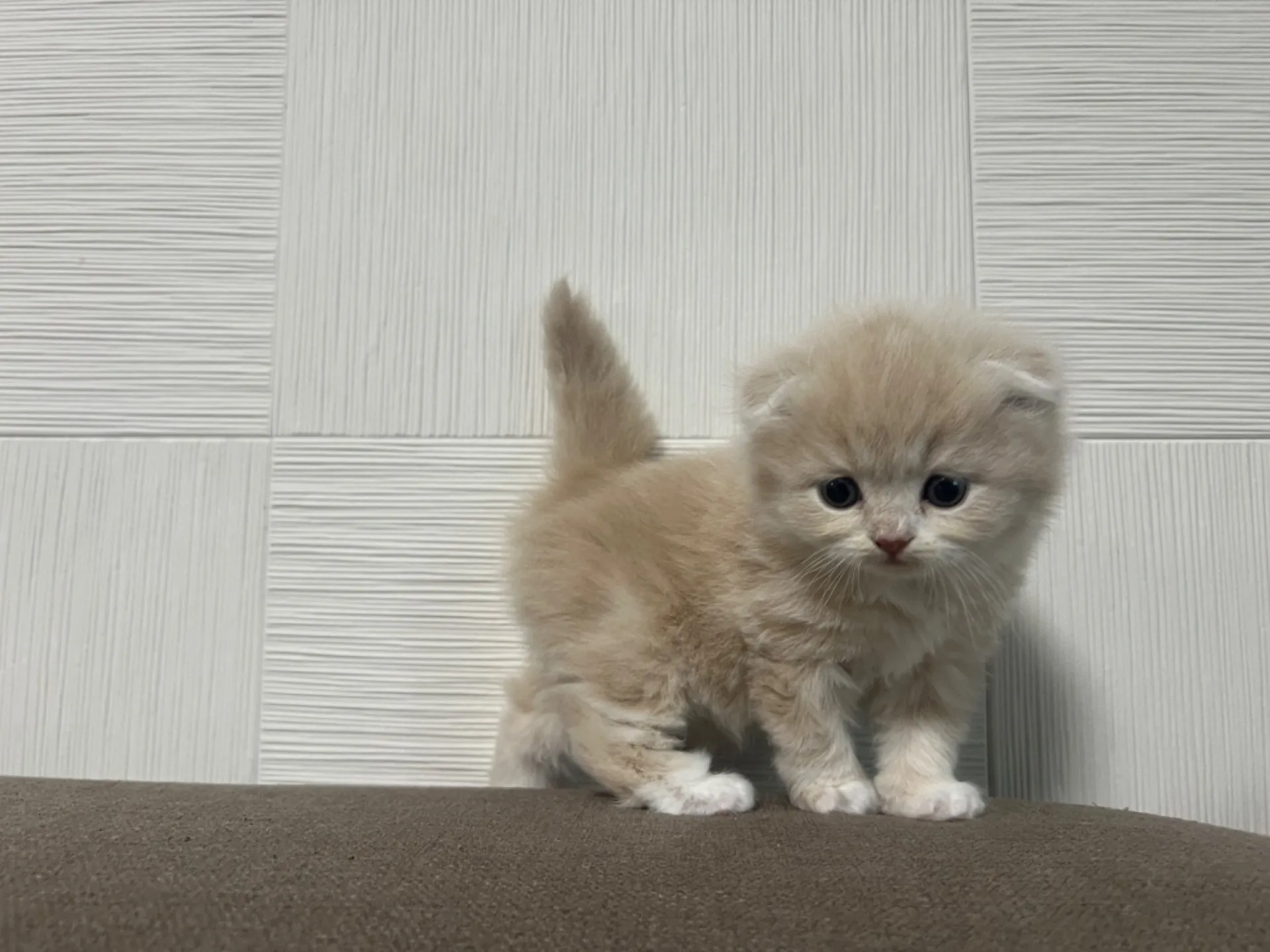 スコティッシュフォールド(1/14生)