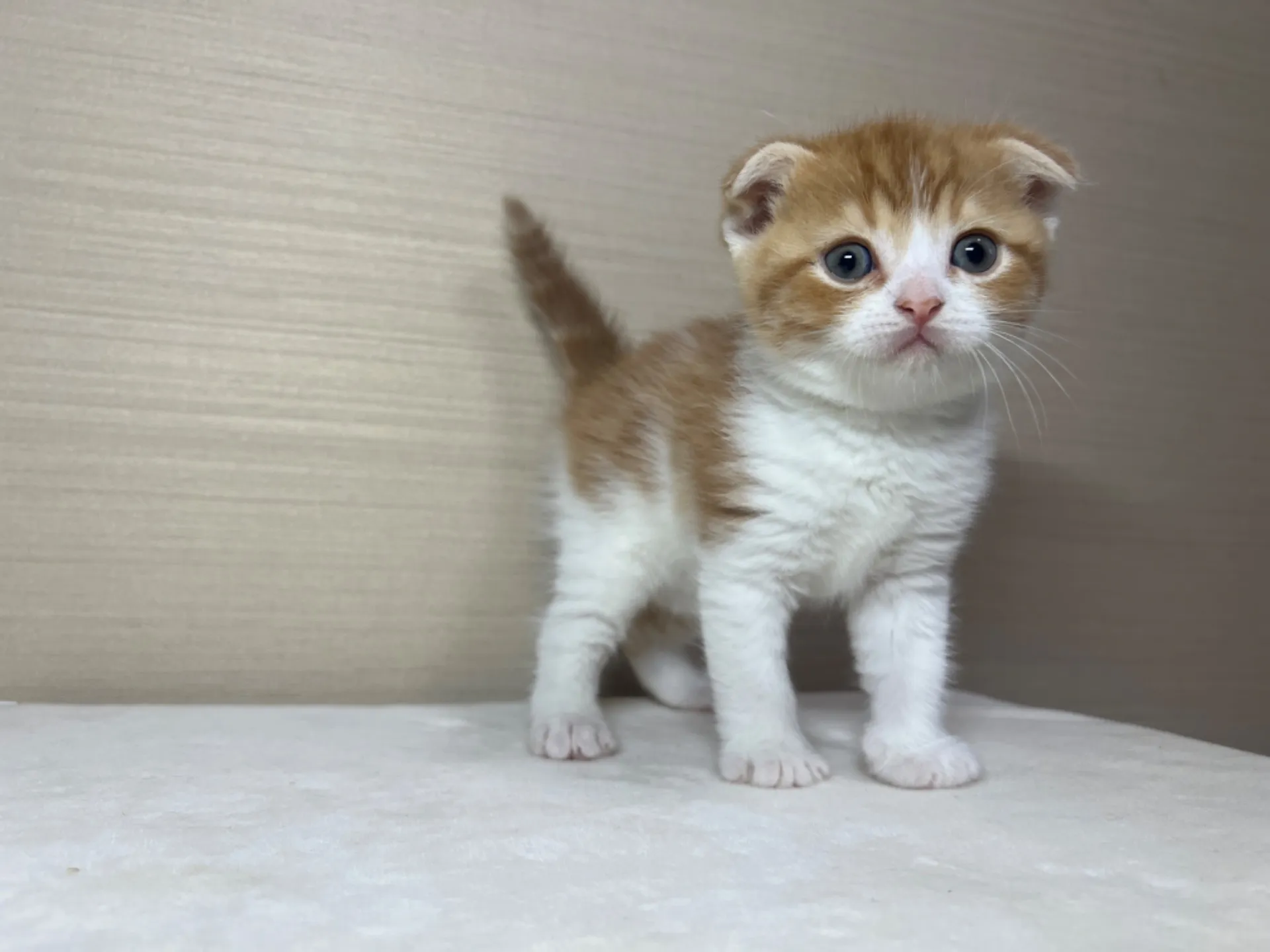 スコティッシュフォールド(1/22生)