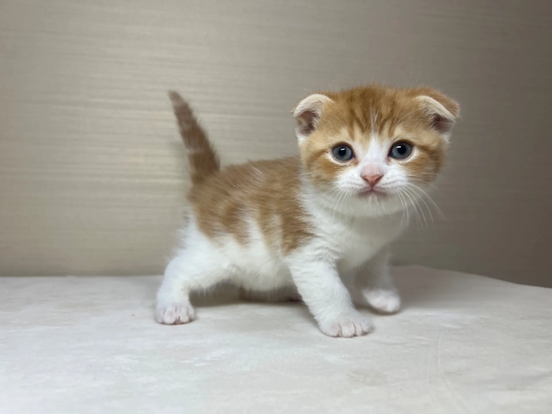 スコティッシュフォールド(1/22生)