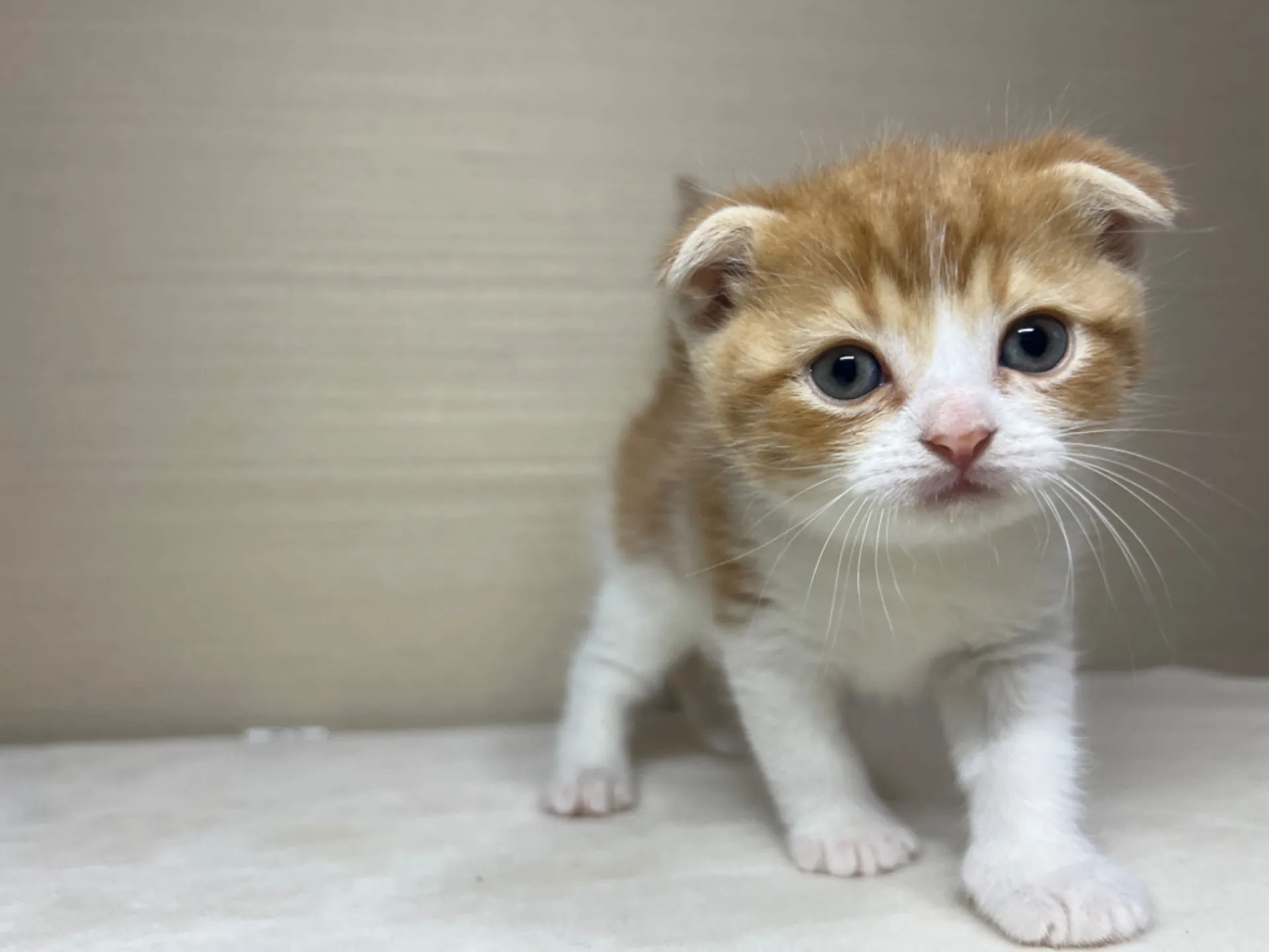 スコティッシュフォールド(1/22生)