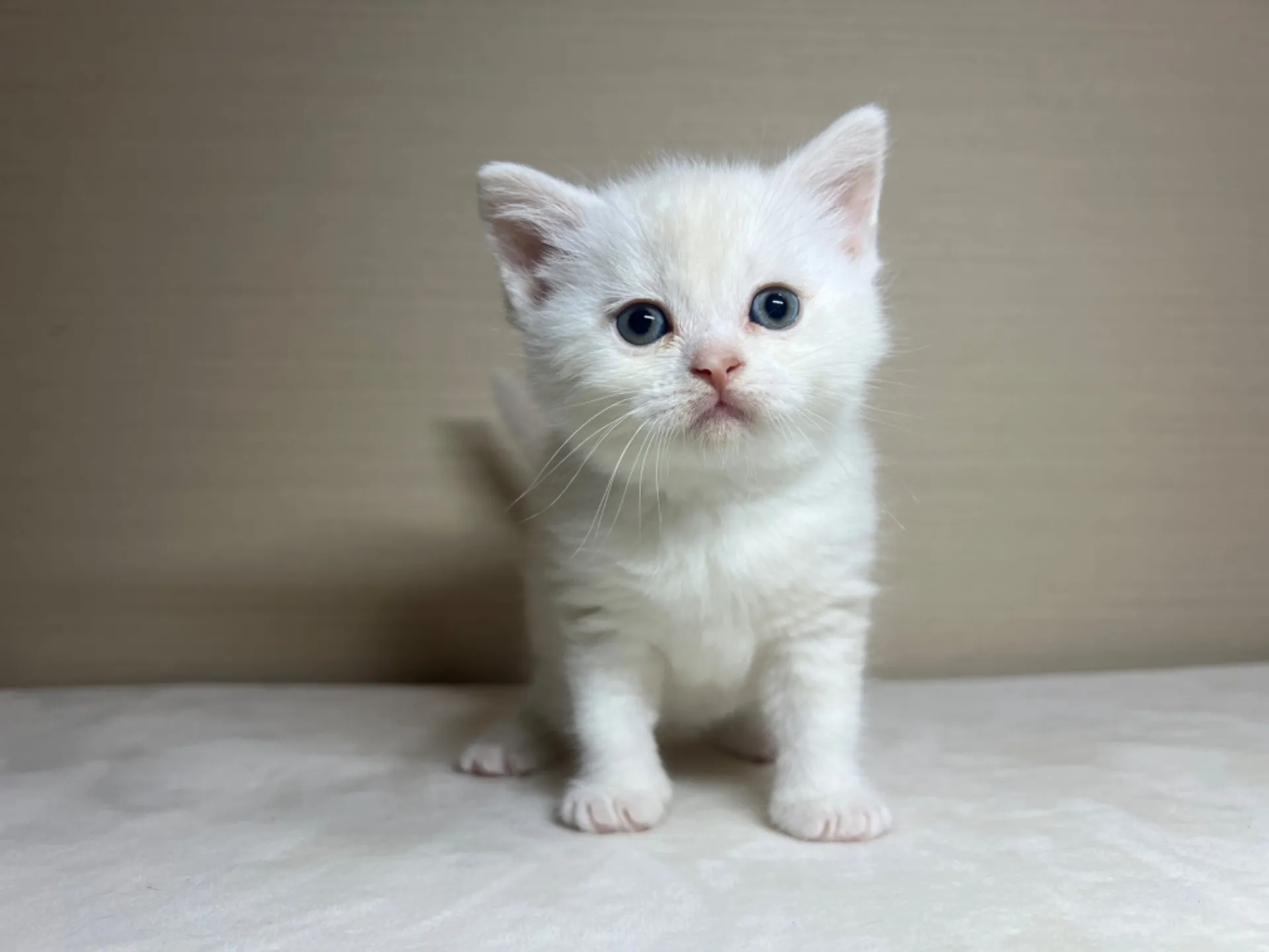 スコティッシュフォールド(1/22生)