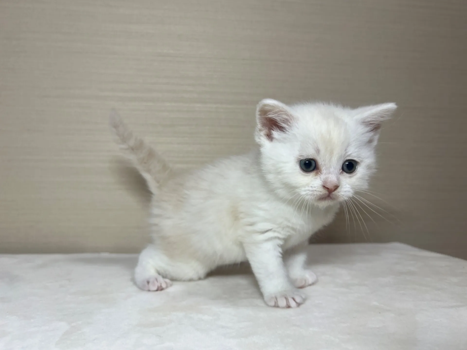 スコティッシュフォールド(1/22生)