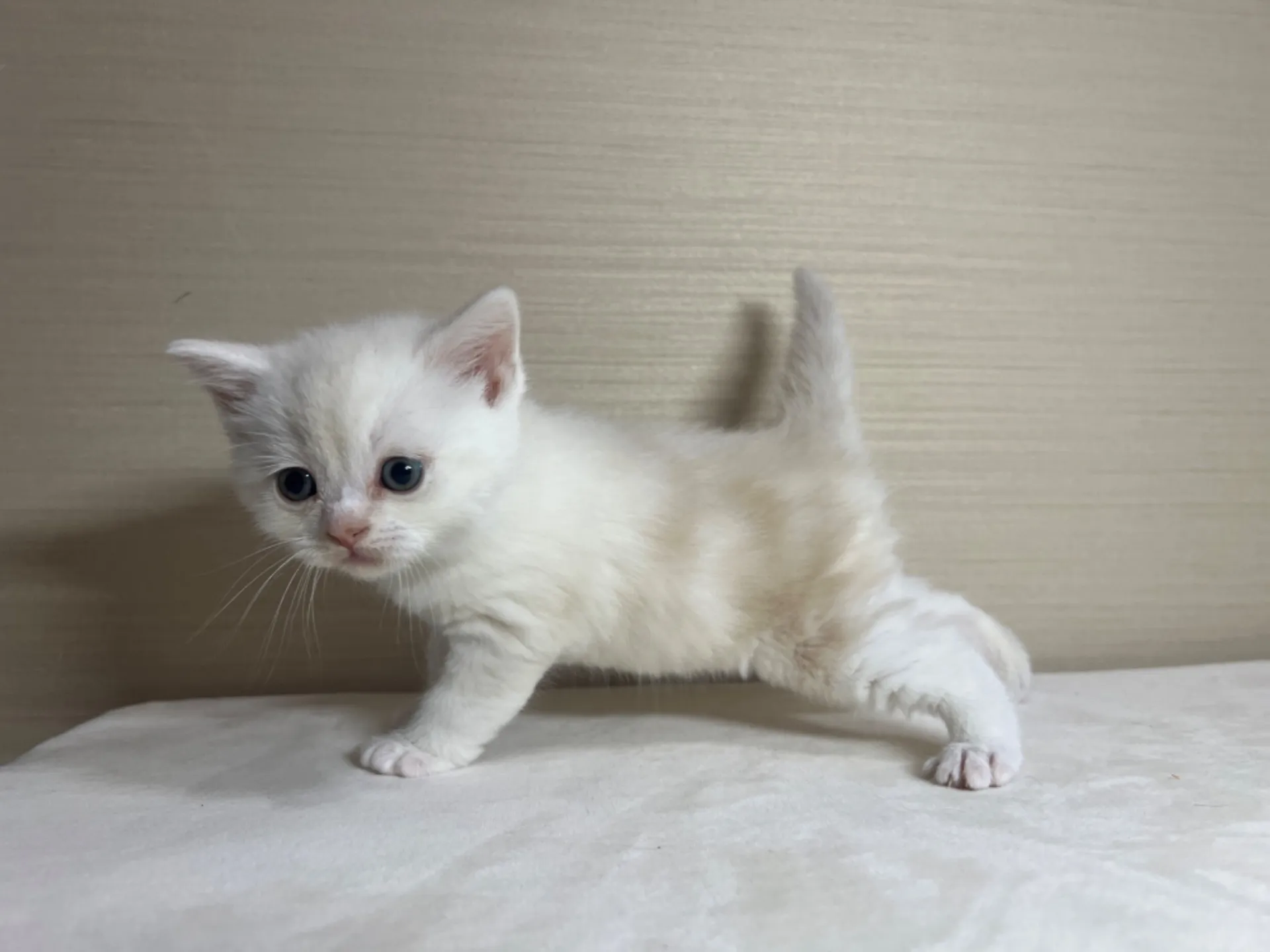 スコティッシュフォールド(1/22生)