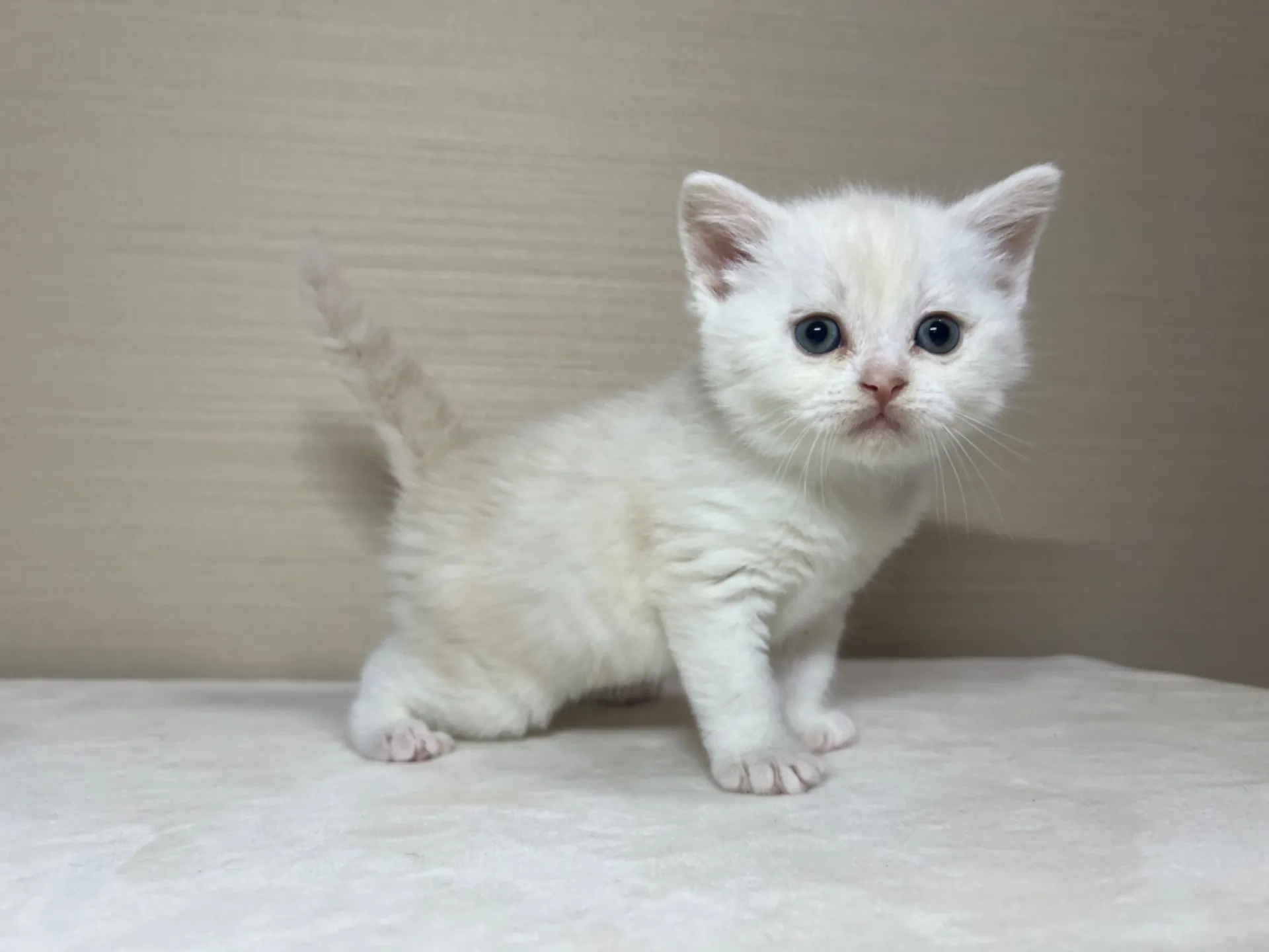 スコティッシュフォールド(1/22生)