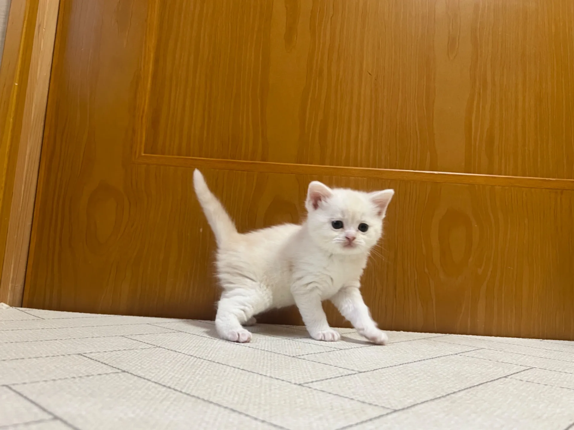 スコティッシュフォールド(1/22生)