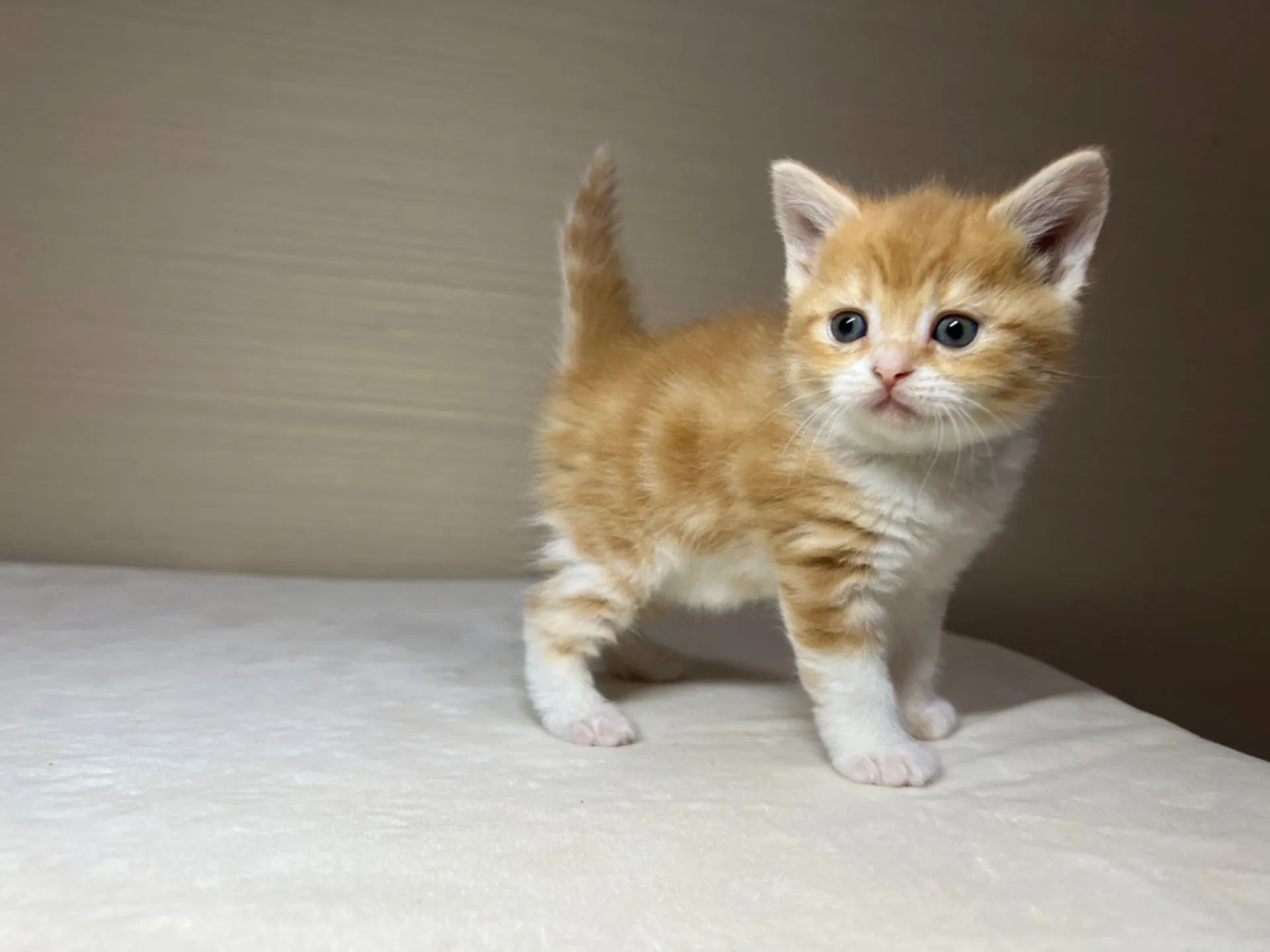 スコティッシュフォールド(1/22生)