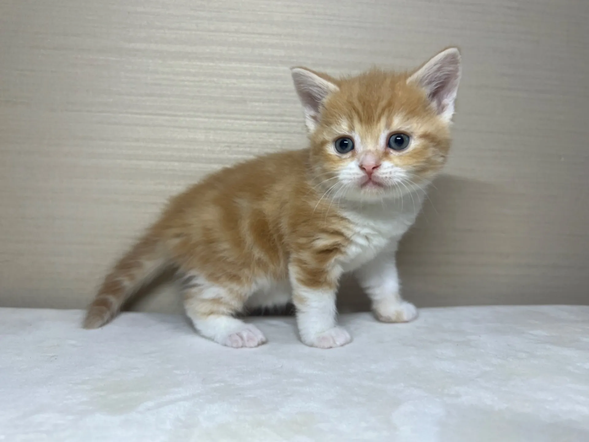 スコティッシュフォールド(1/22生)