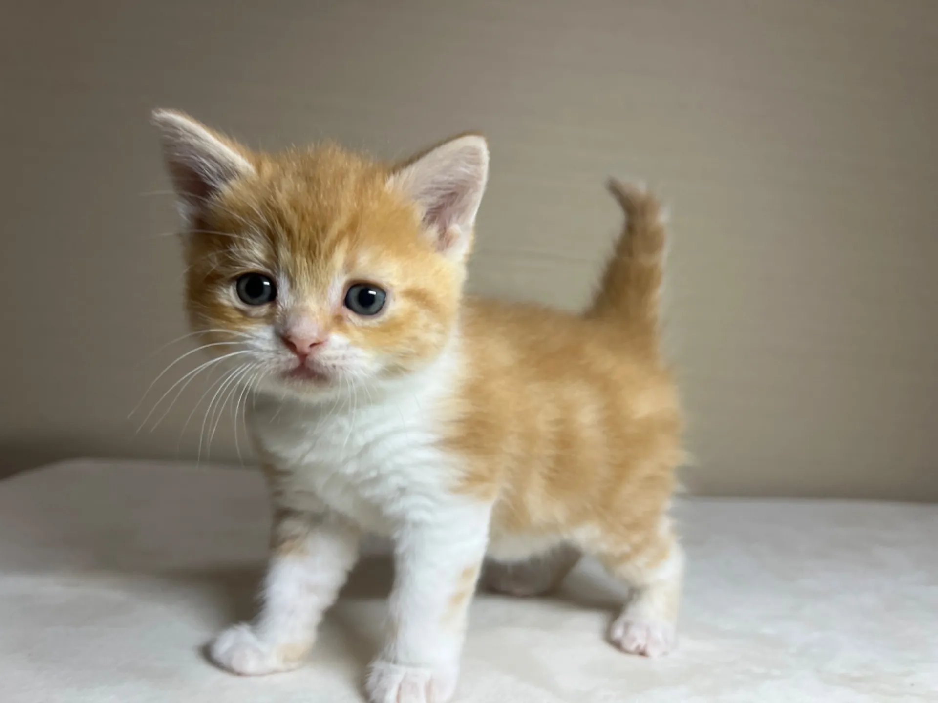 スコティッシュフォールド(1/22生)