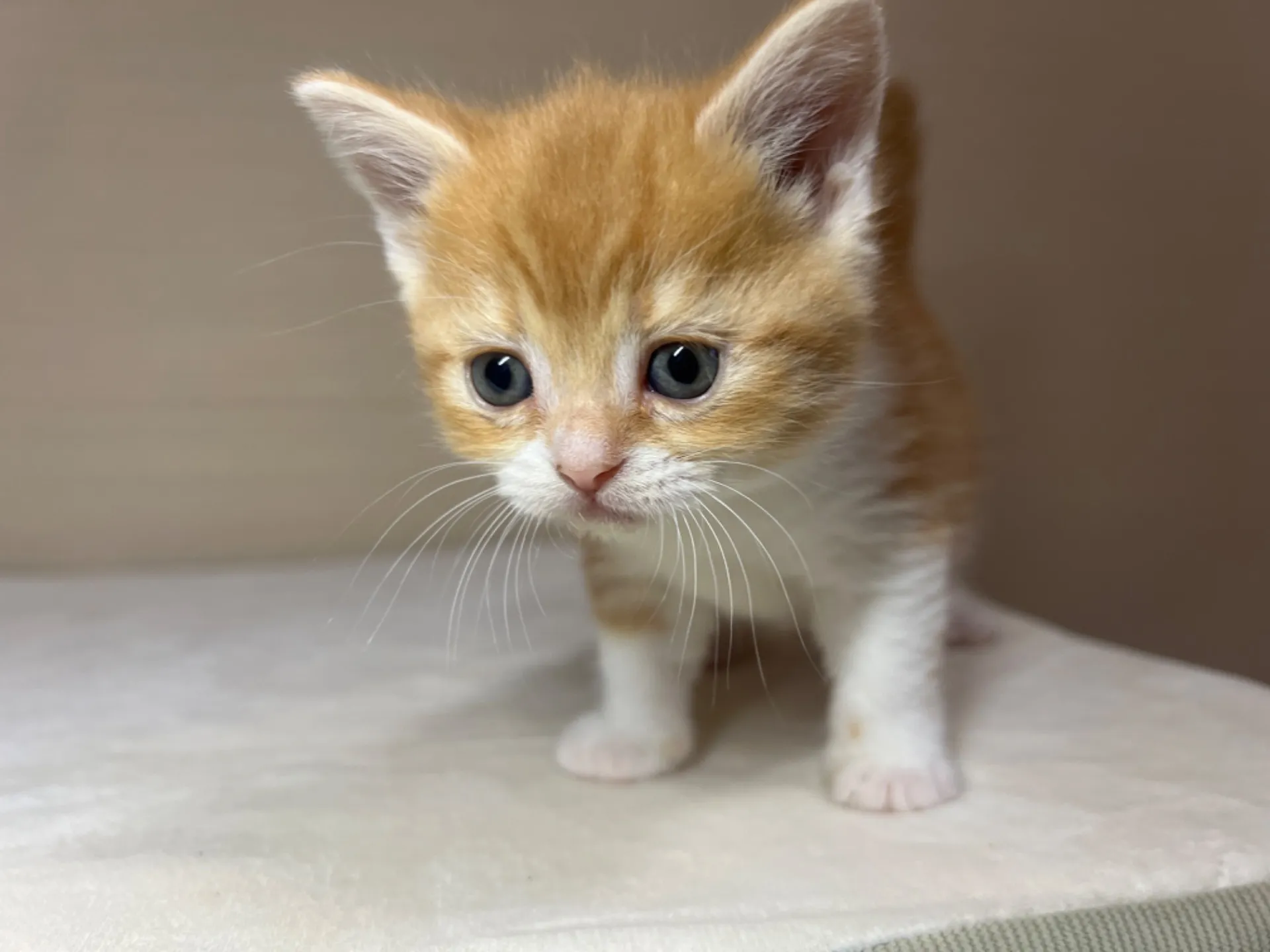 スコティッシュフォールド(1/22生)