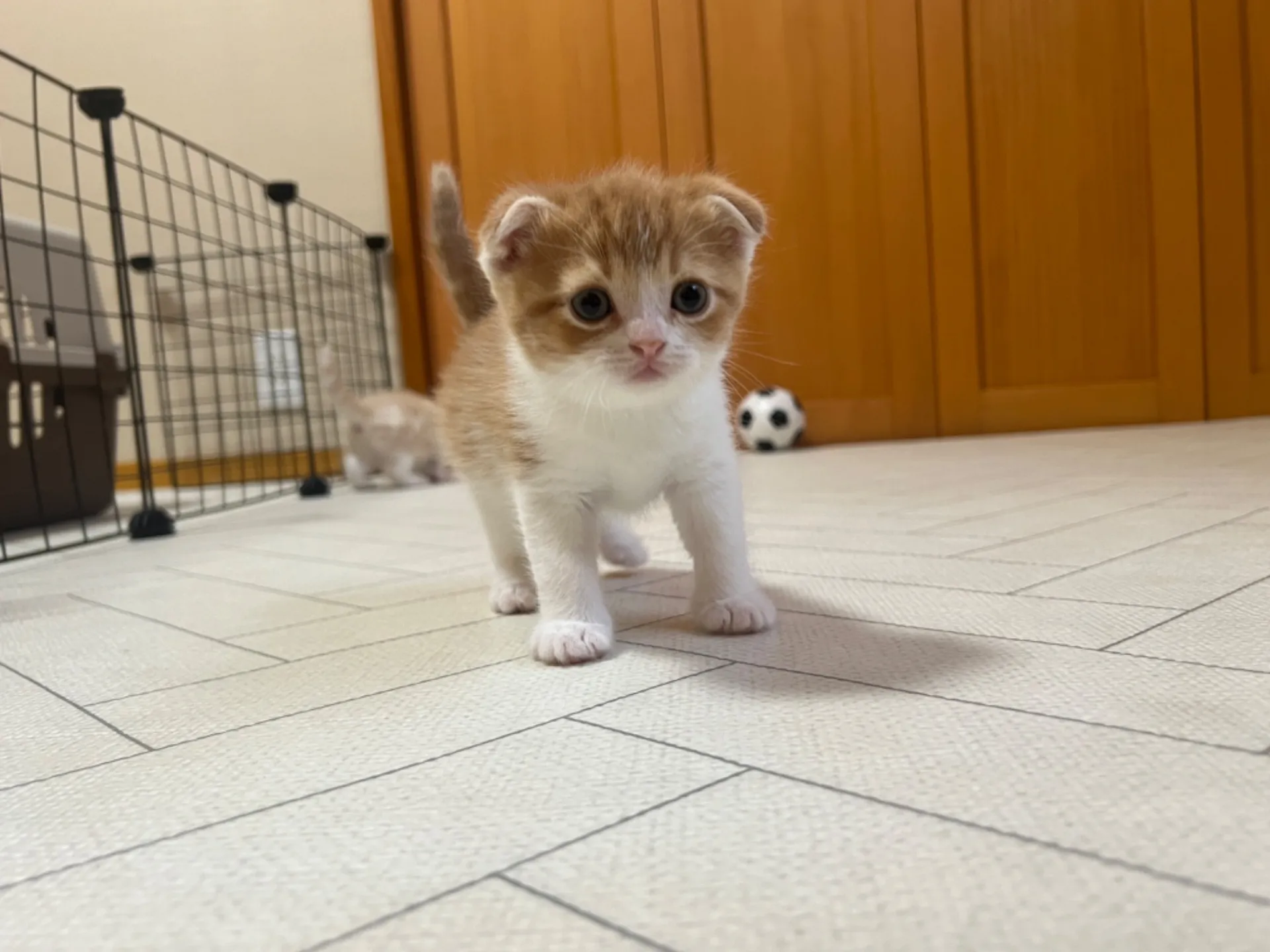 スコティッシュフォールド(1/22生)