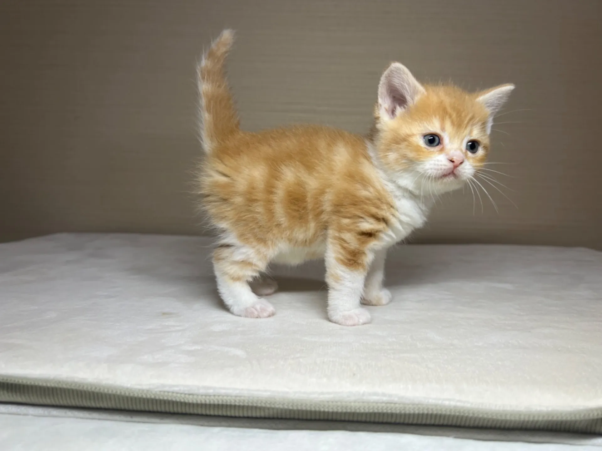 スコティッシュフォールド(1/22生)