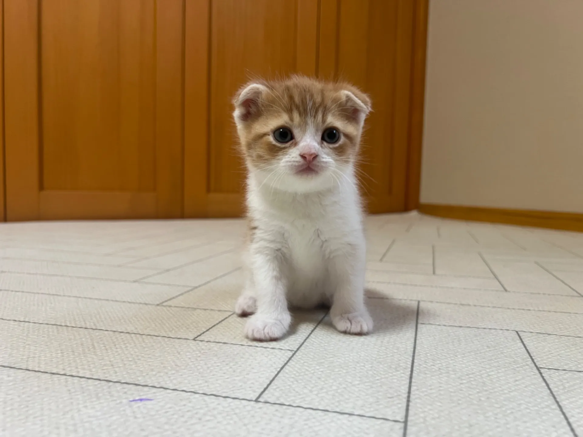 スコティッシュフォールド(1/22生)