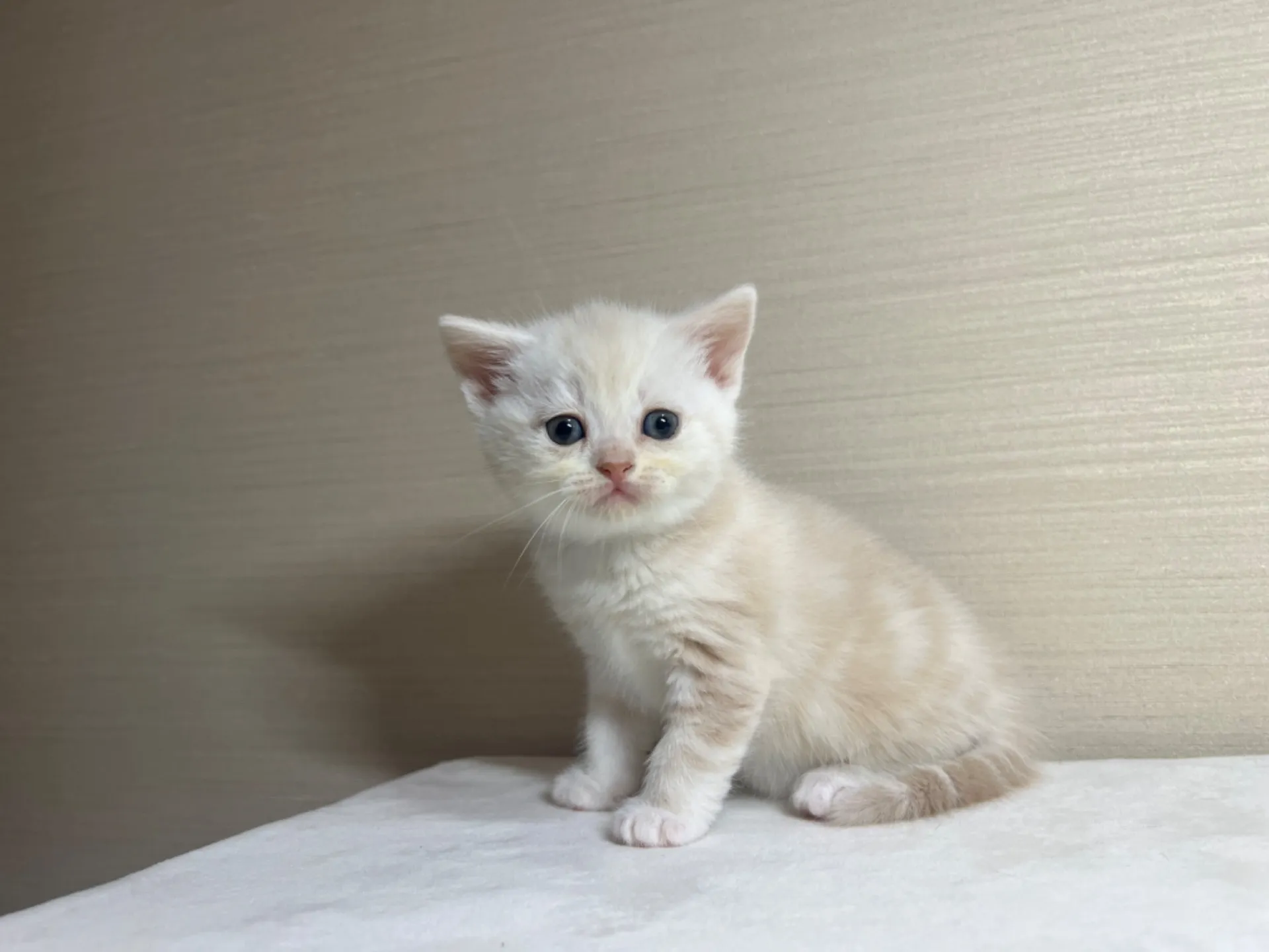 スコティッシュフォールド(1/22生)