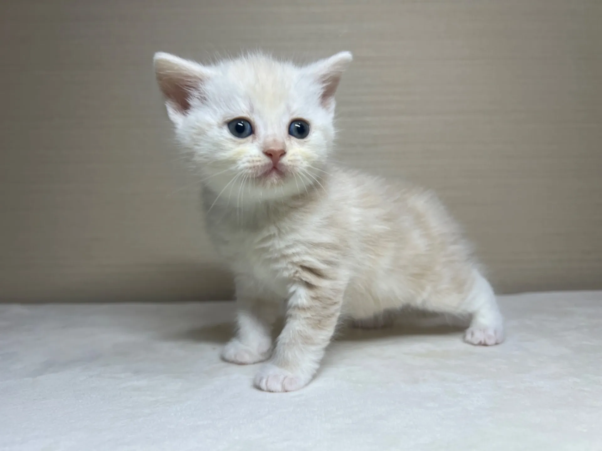 スコティッシュフォールド(1/22生)