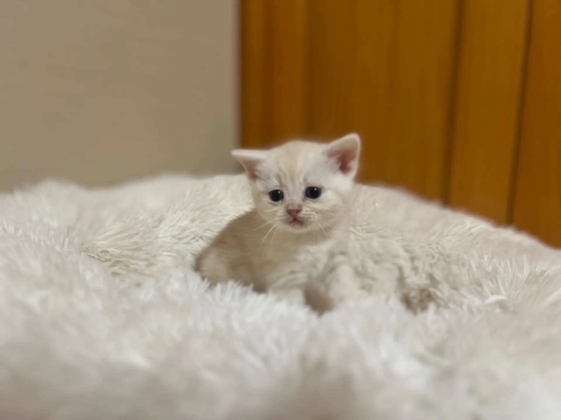 スコティッシュフォールド(1/22生)