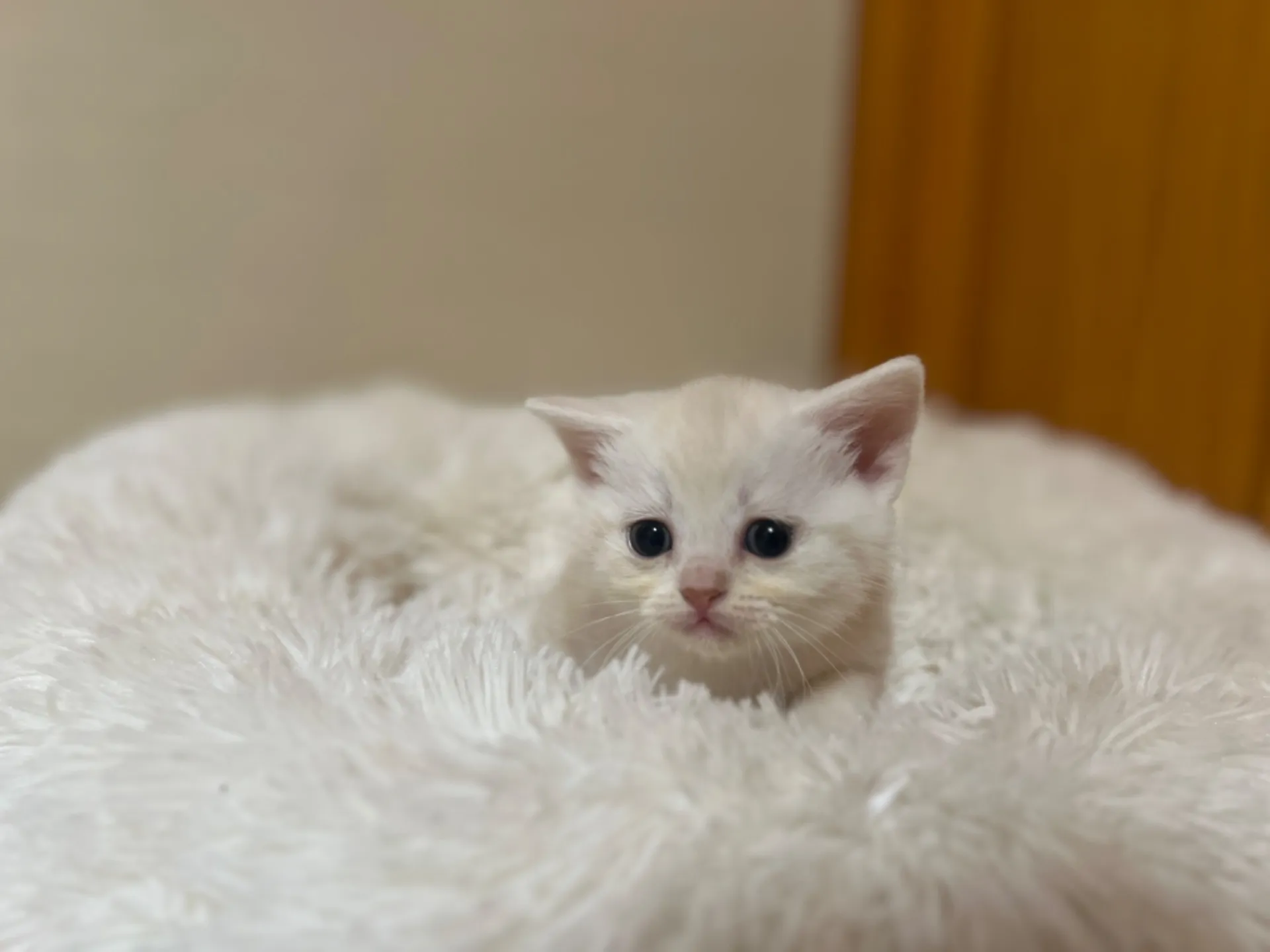 スコティッシュフォールド(1/22生)