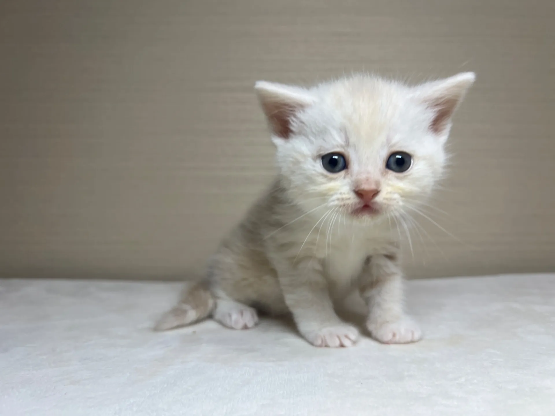 スコティッシュフォールド(1/22生)