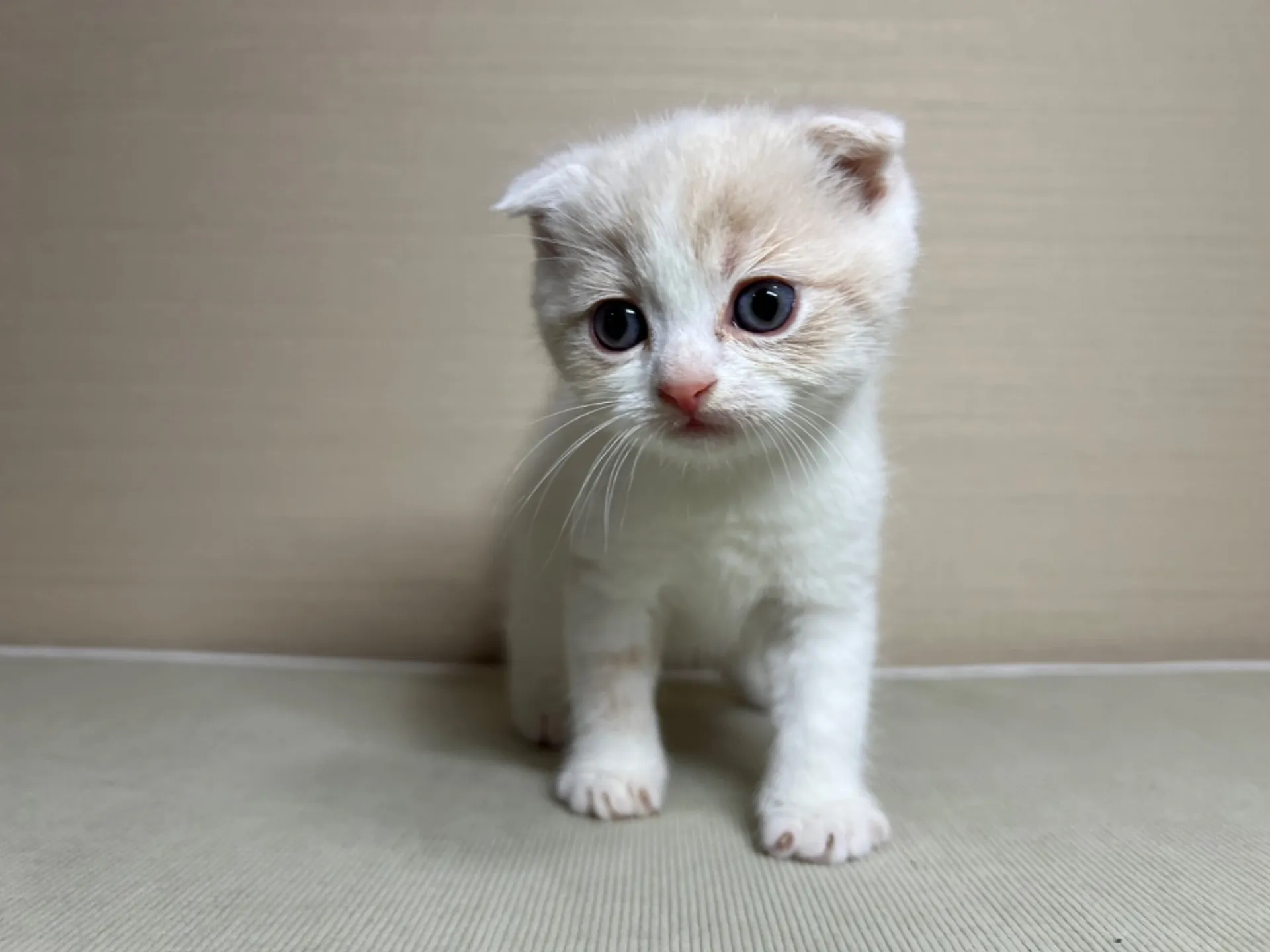 スコティッシュフォールド(1/24生)