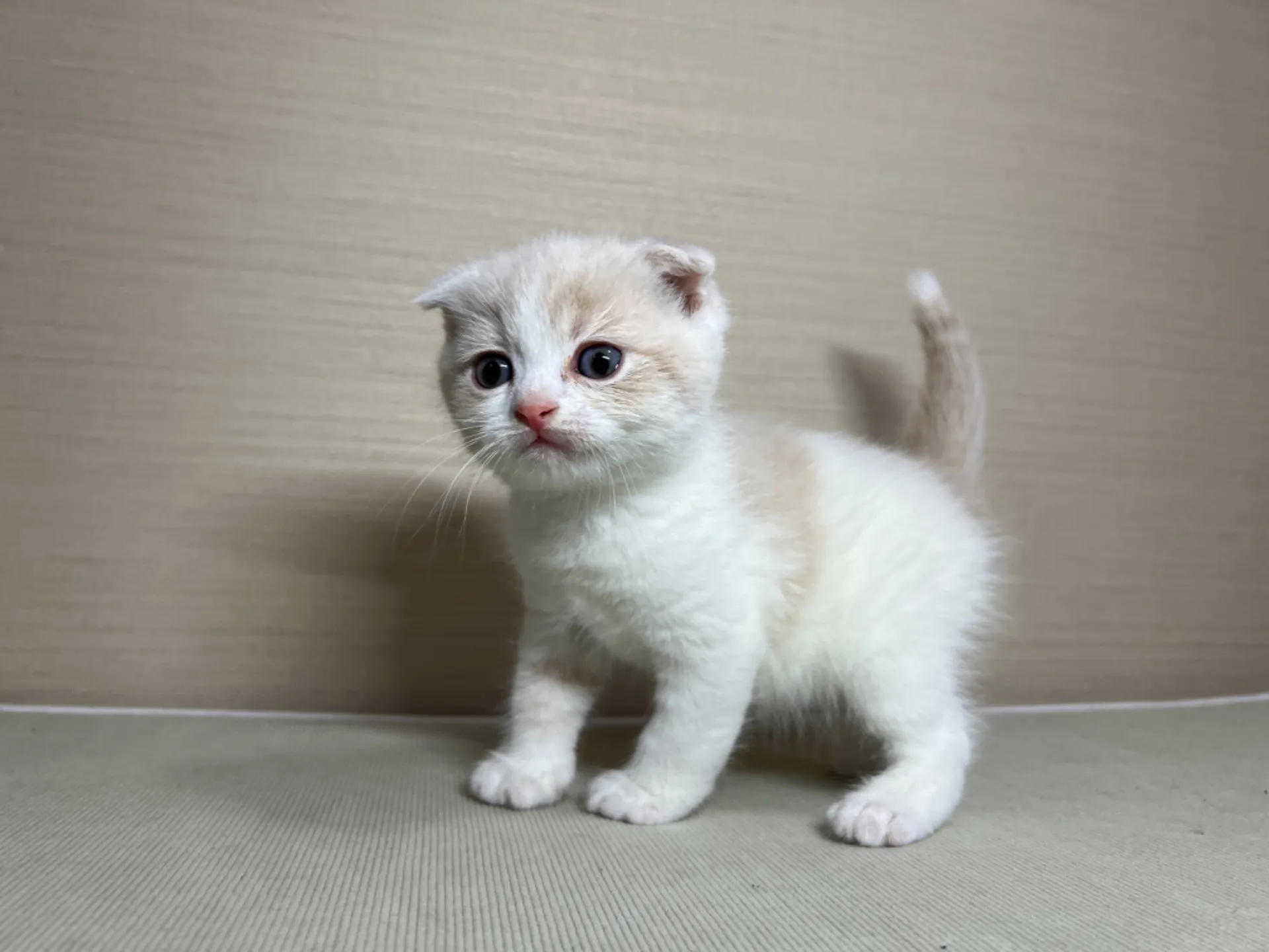 スコティッシュフォールド(1/24生)