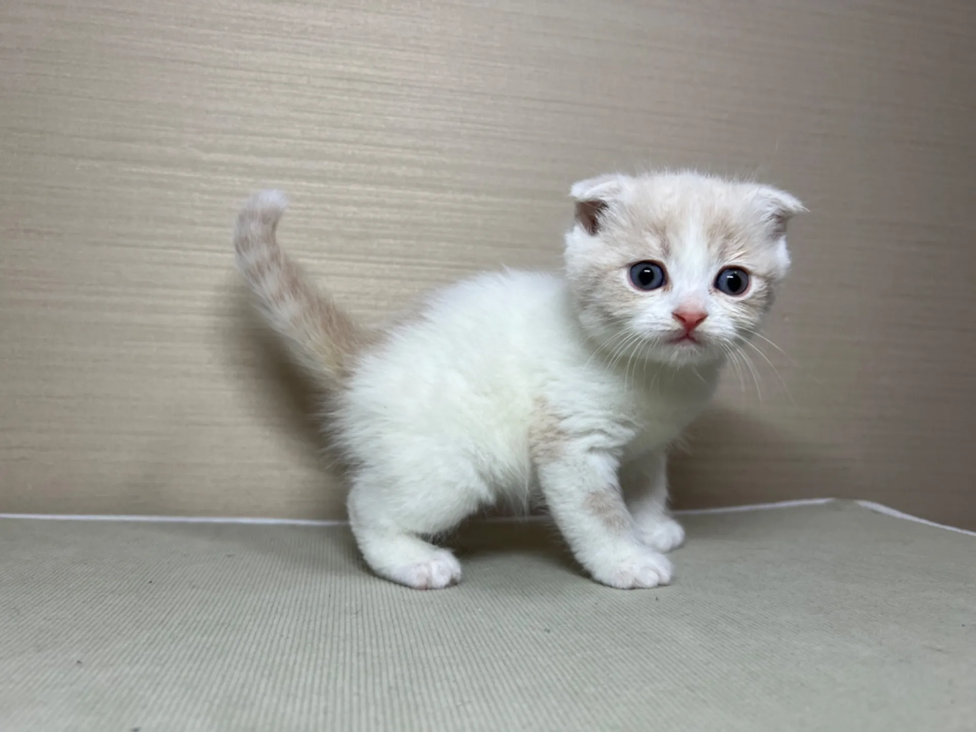 スコティッシュフォールド(1/24生)