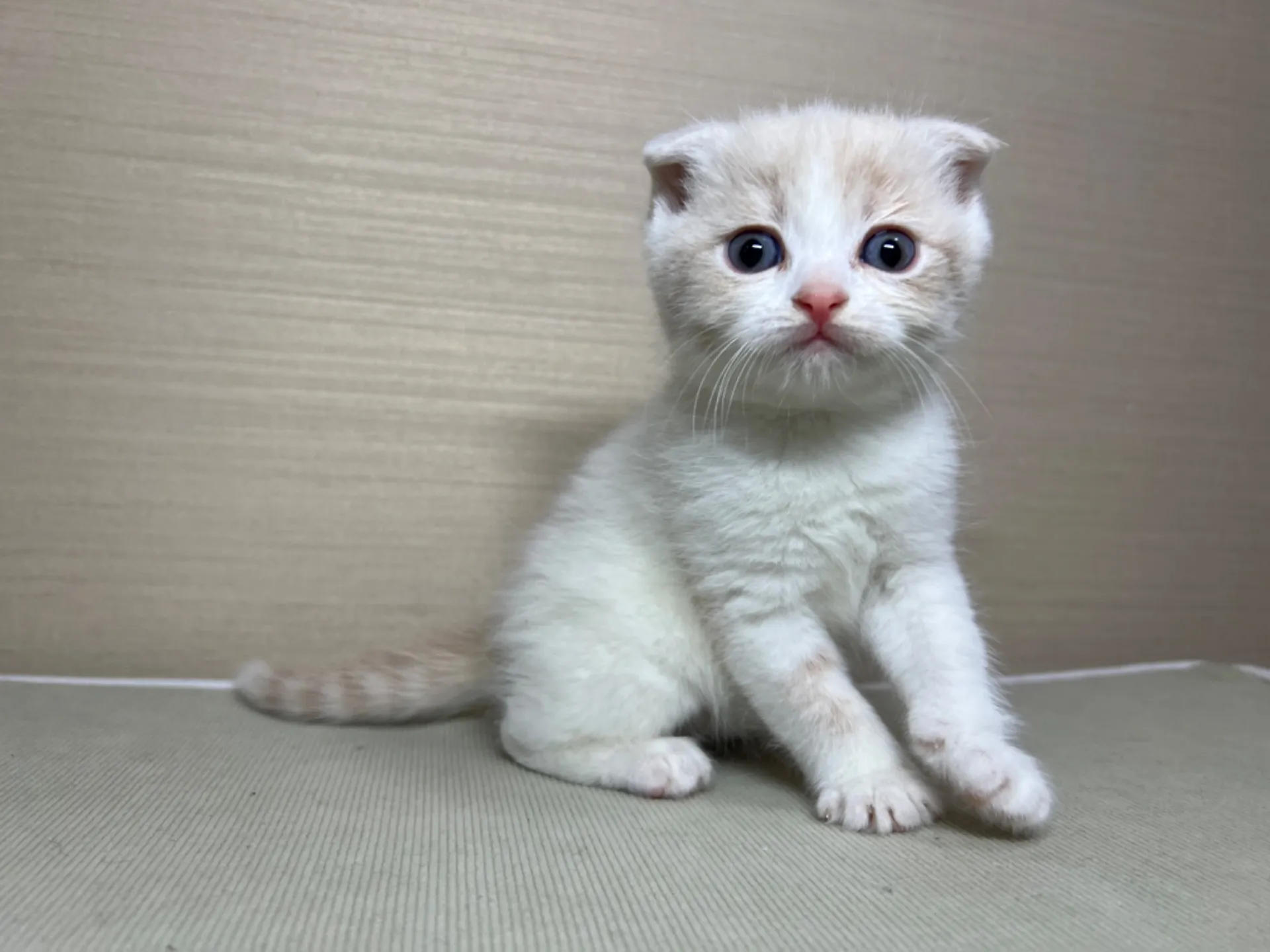 スコティッシュフォールド(1/24生)