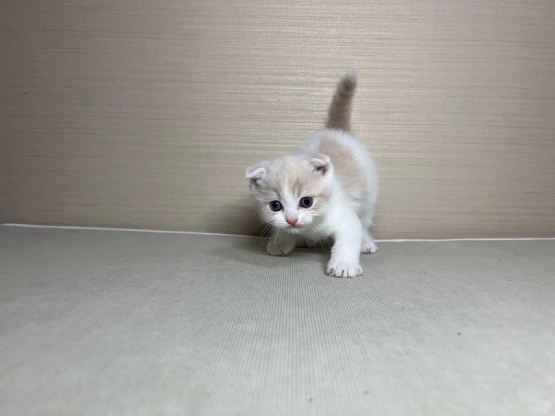 スコティッシュフォールド(1/24生)