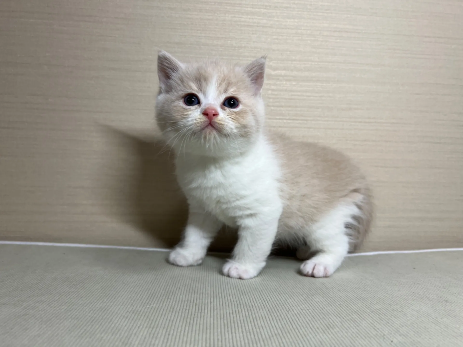 スコティッシュフォールド(1/24生)