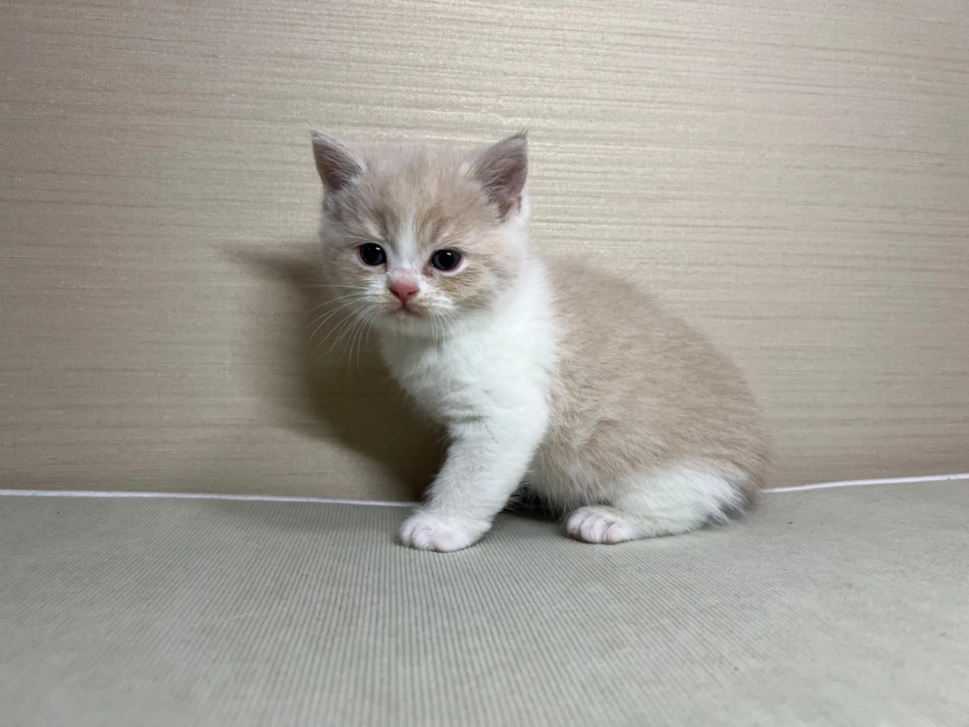 スコティッシュフォールド(1/24生)