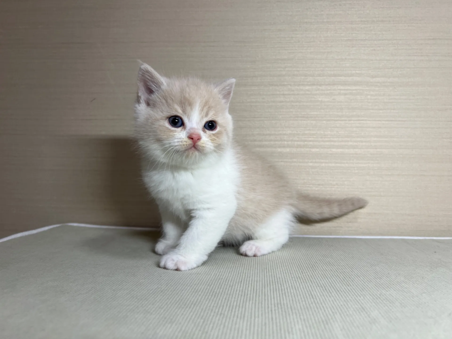 スコティッシュフォールド(1/24生)