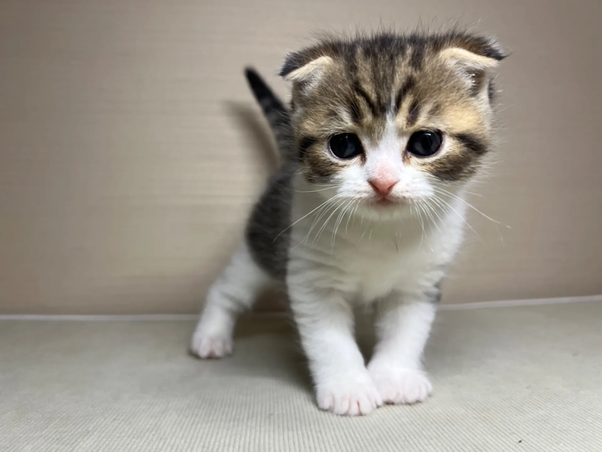 スコティッシュフォールド(1/24生)