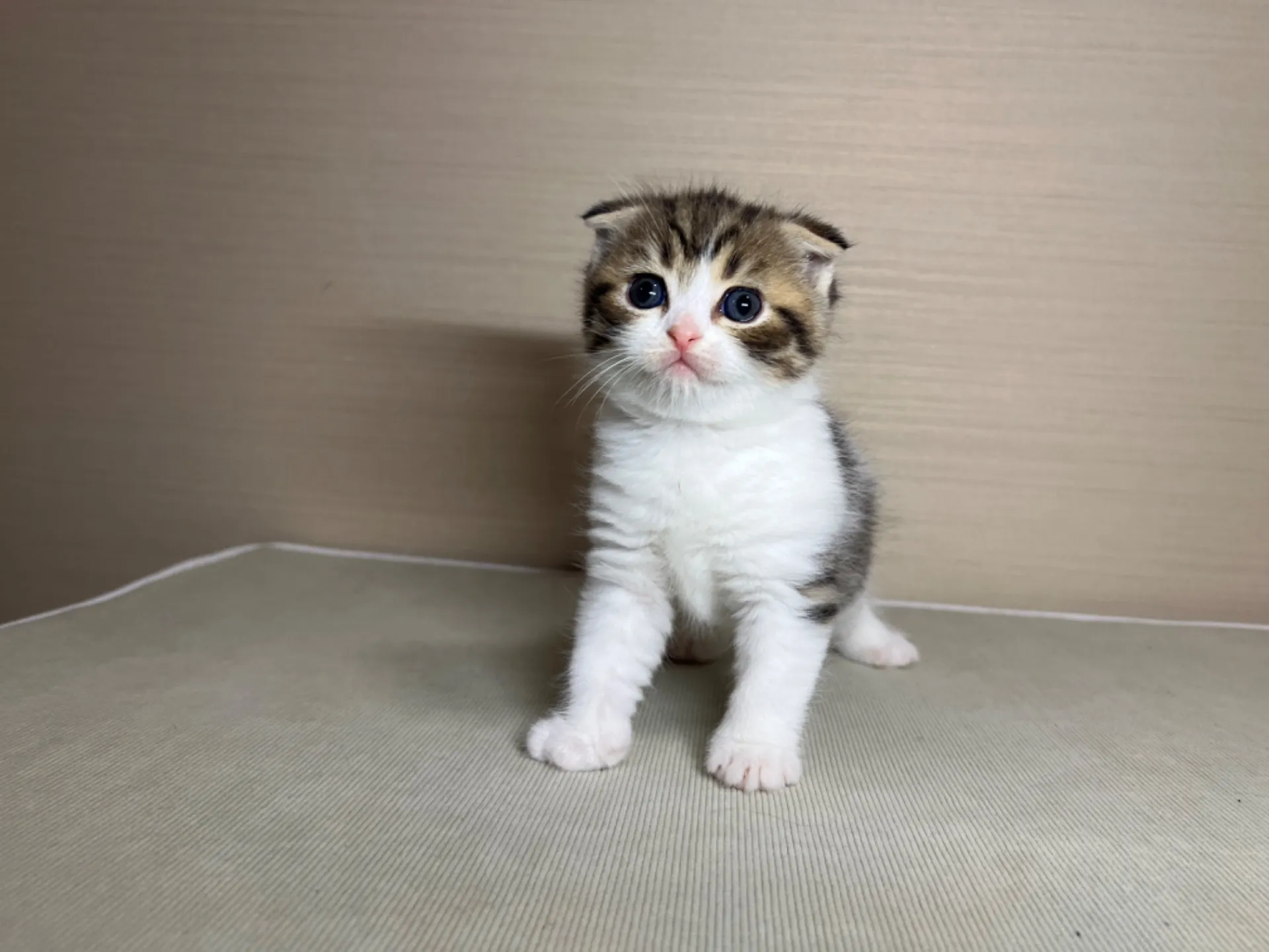 スコティッシュフォールド(1/24生)