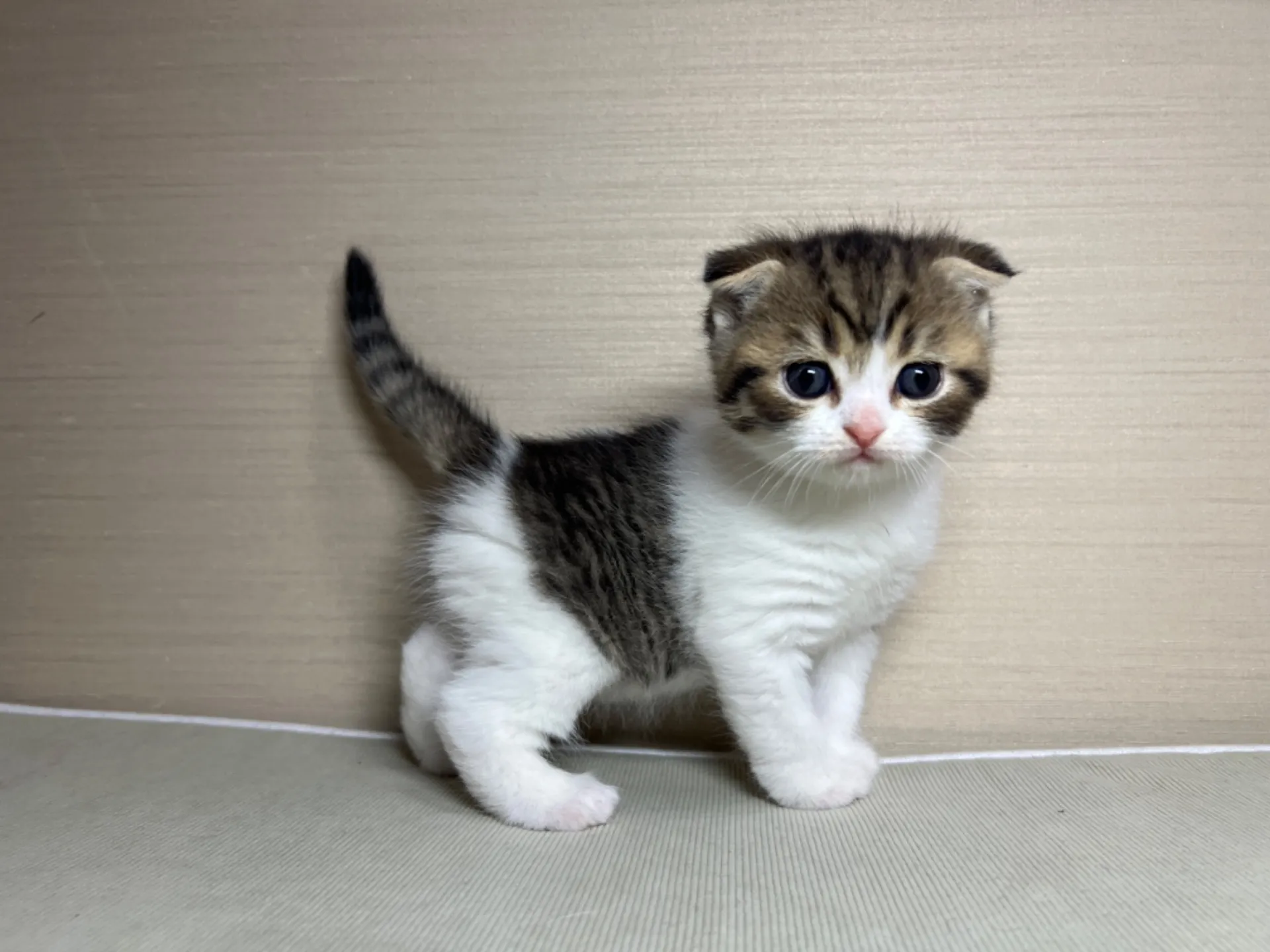 スコティッシュフォールド(1/24生)