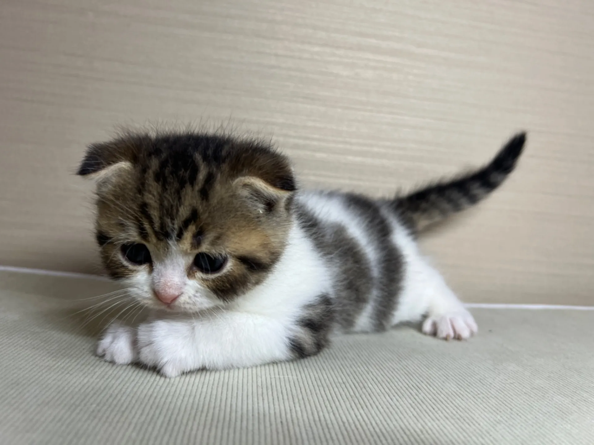 スコティッシュフォールド(1/24生)