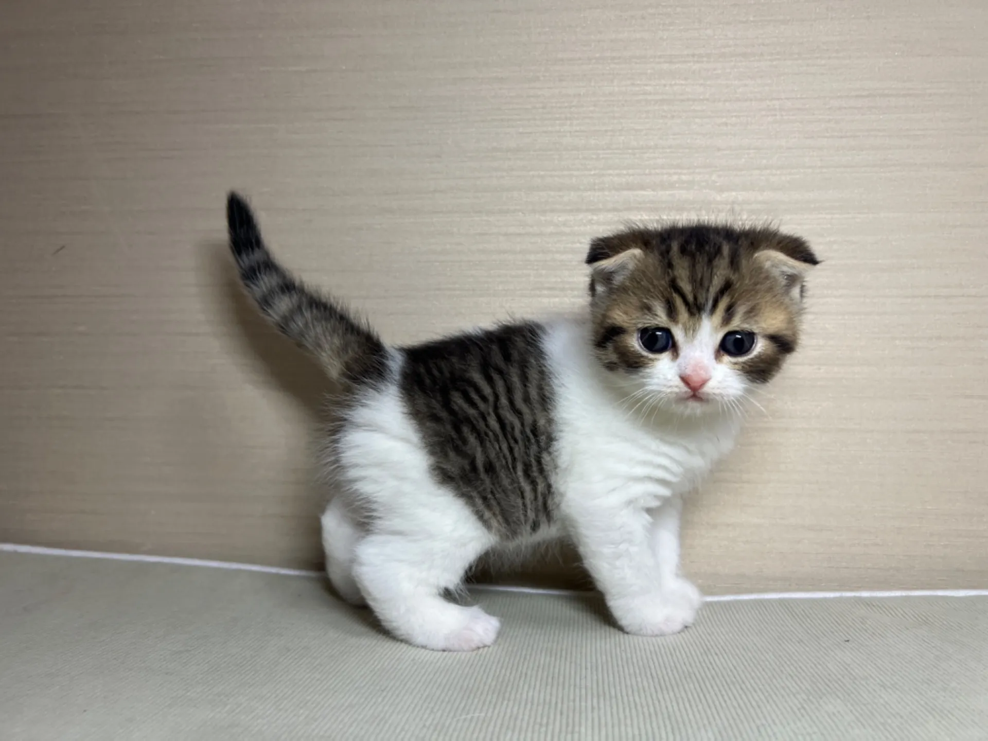 スコティッシュフォールド(1/24生)