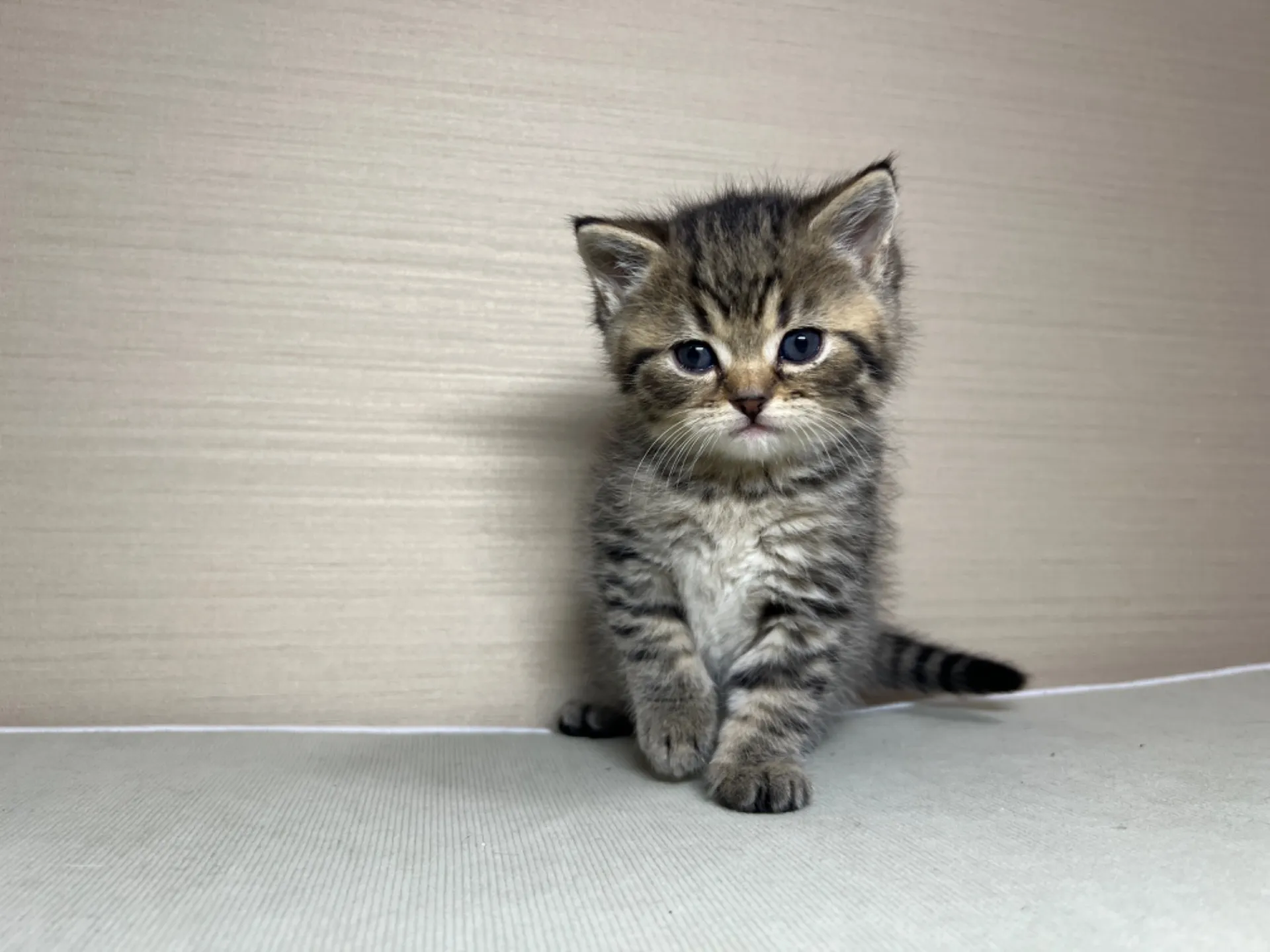 スコティッシュフォールド(1/24生)