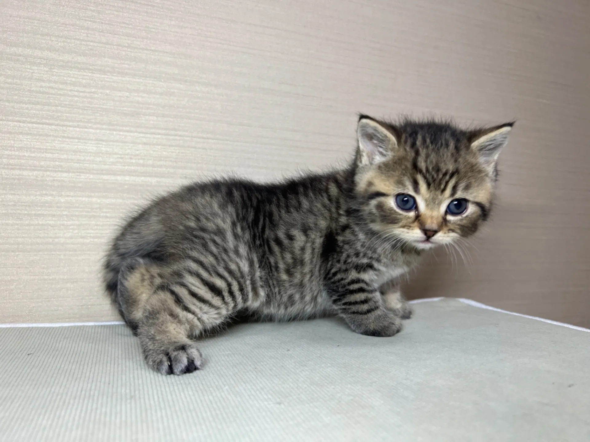 スコティッシュフォールド(1/24生)