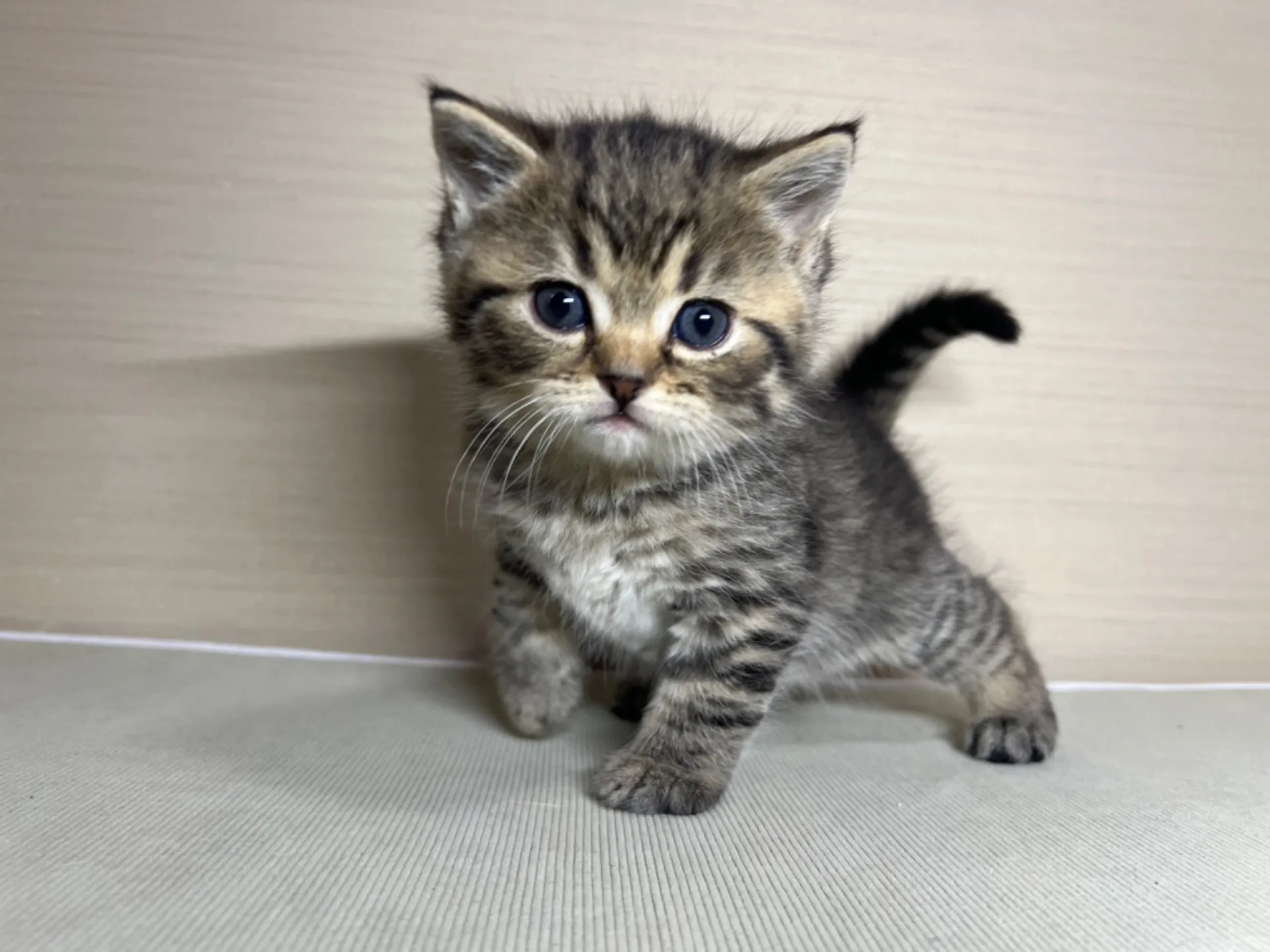 スコティッシュフォールド(1/24生)