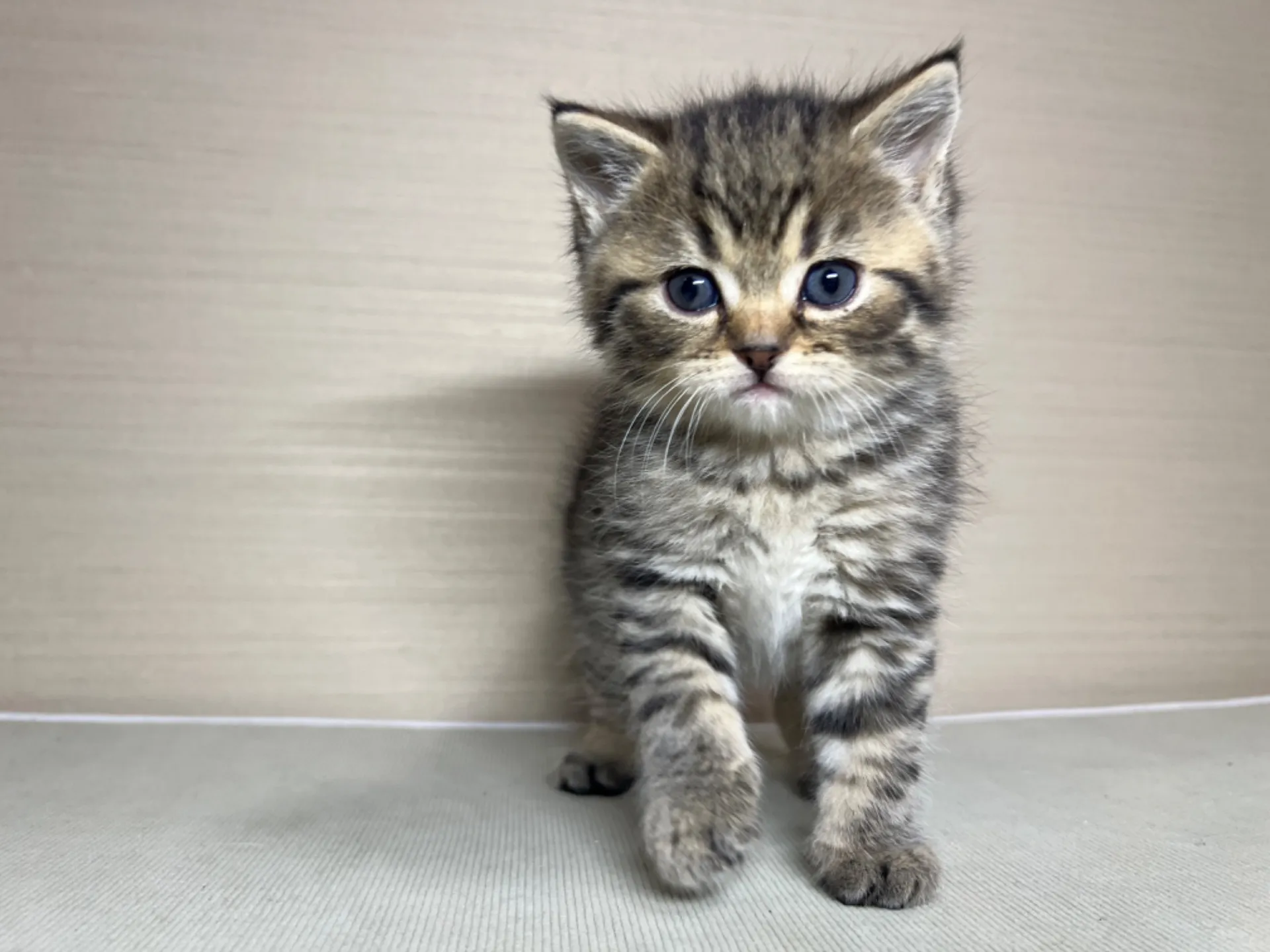 スコティッシュフォールド(1/24生)