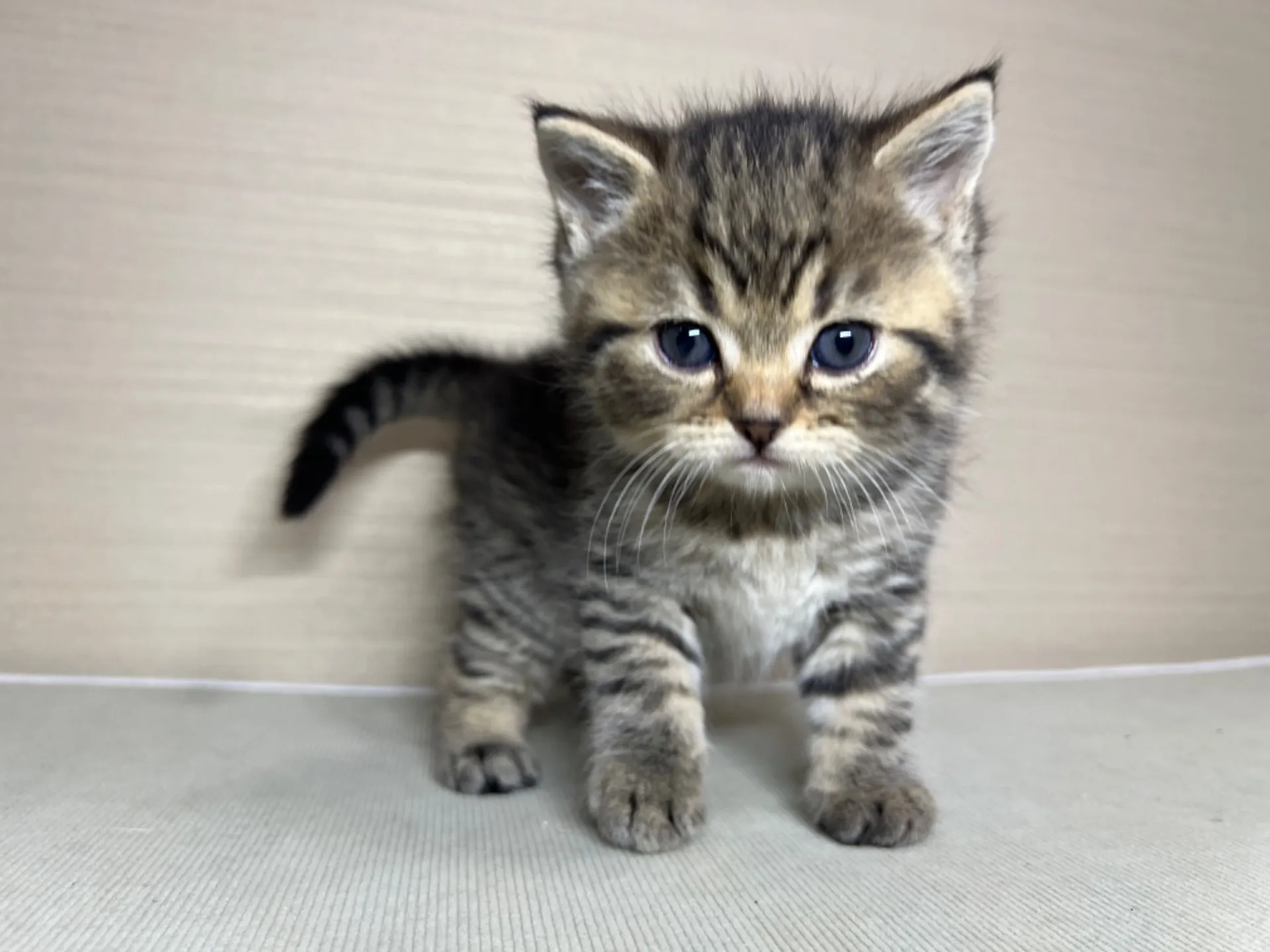 スコティッシュフォールド(1/24生)