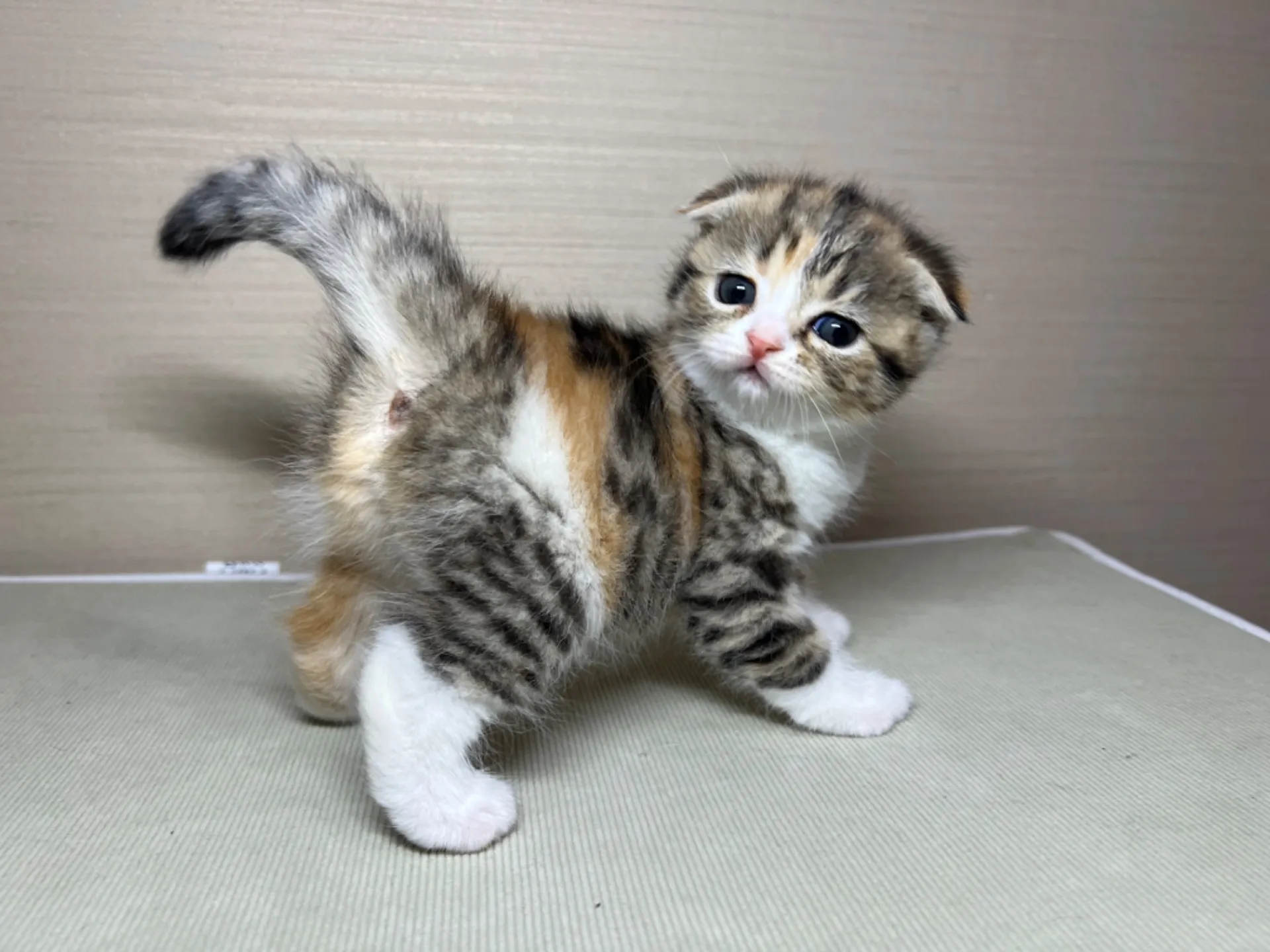 スコティッシュフォールド(1/24生)