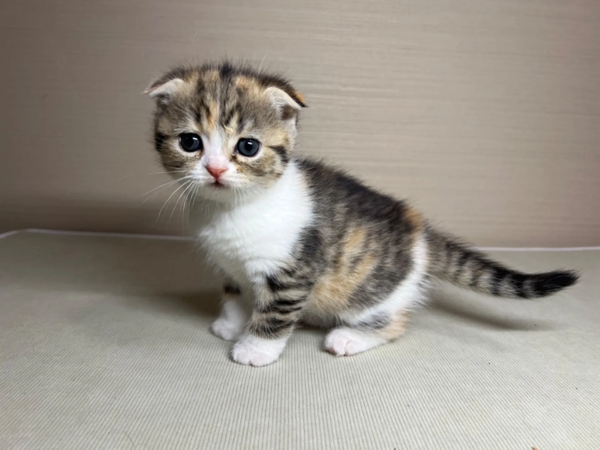 スコティッシュフォールド(1/24生)