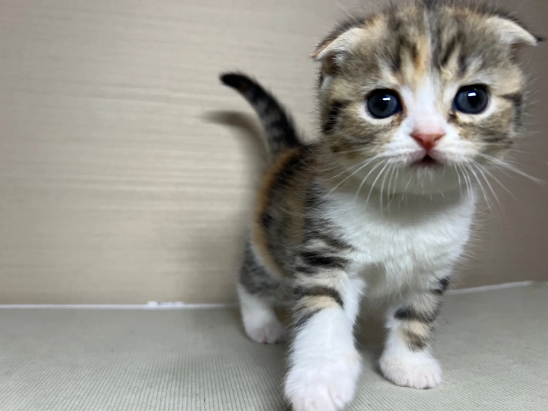 スコティッシュフォールド(1/24生)