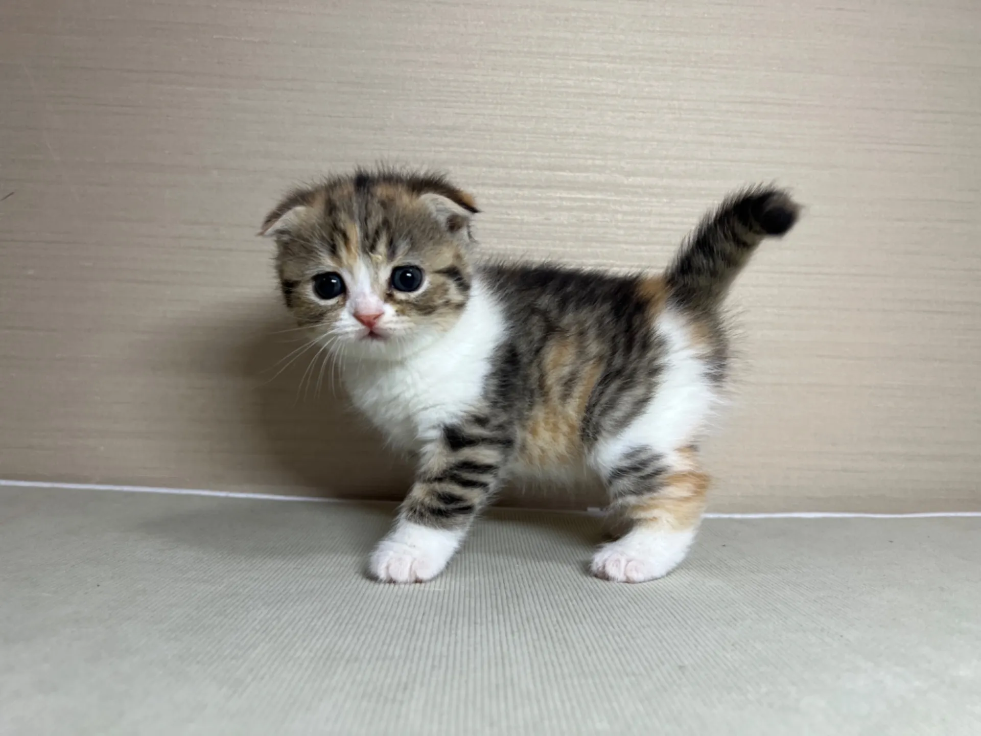 スコティッシュフォールド(1/24生)