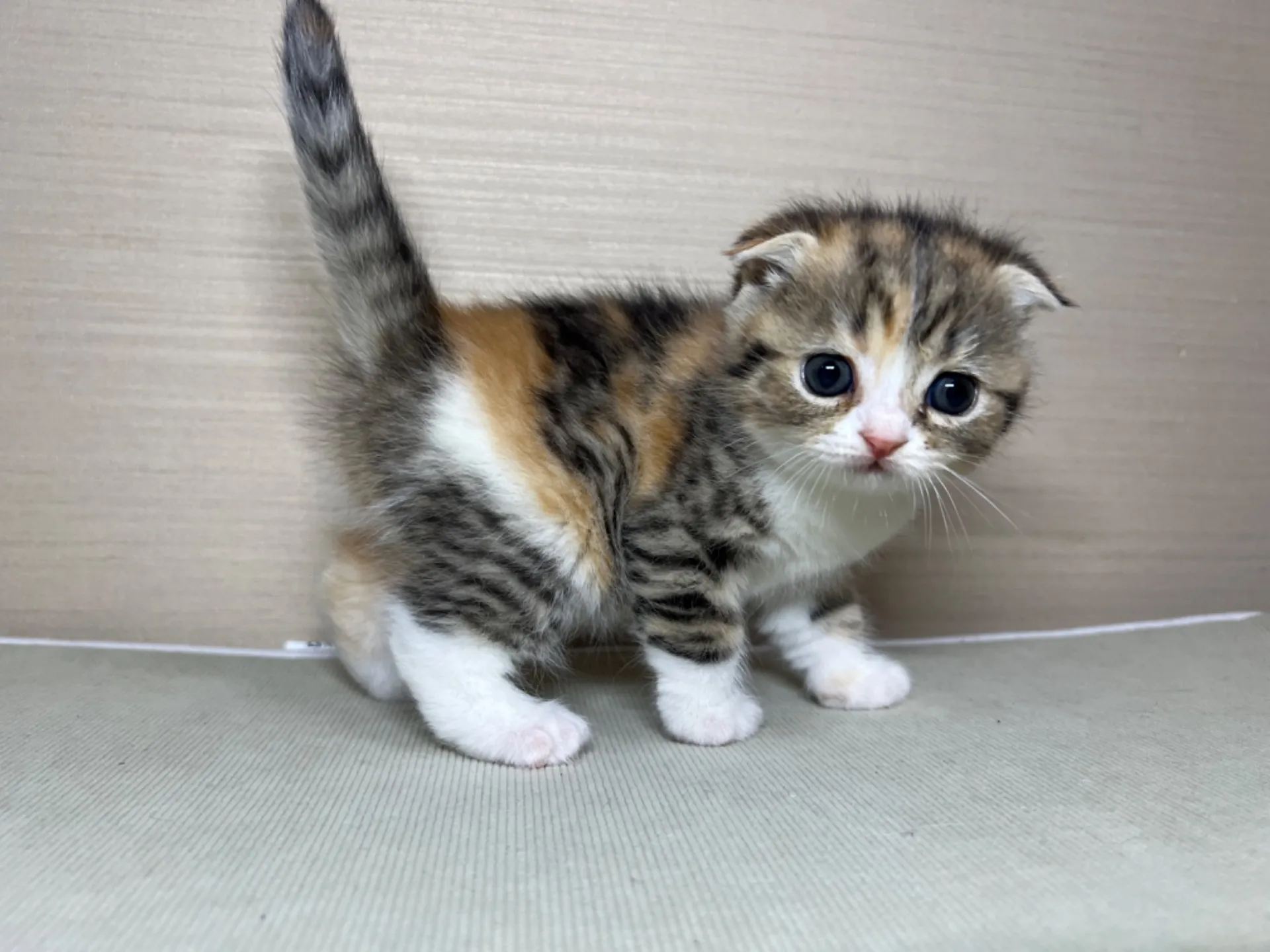 スコティッシュフォールド(1/24生)