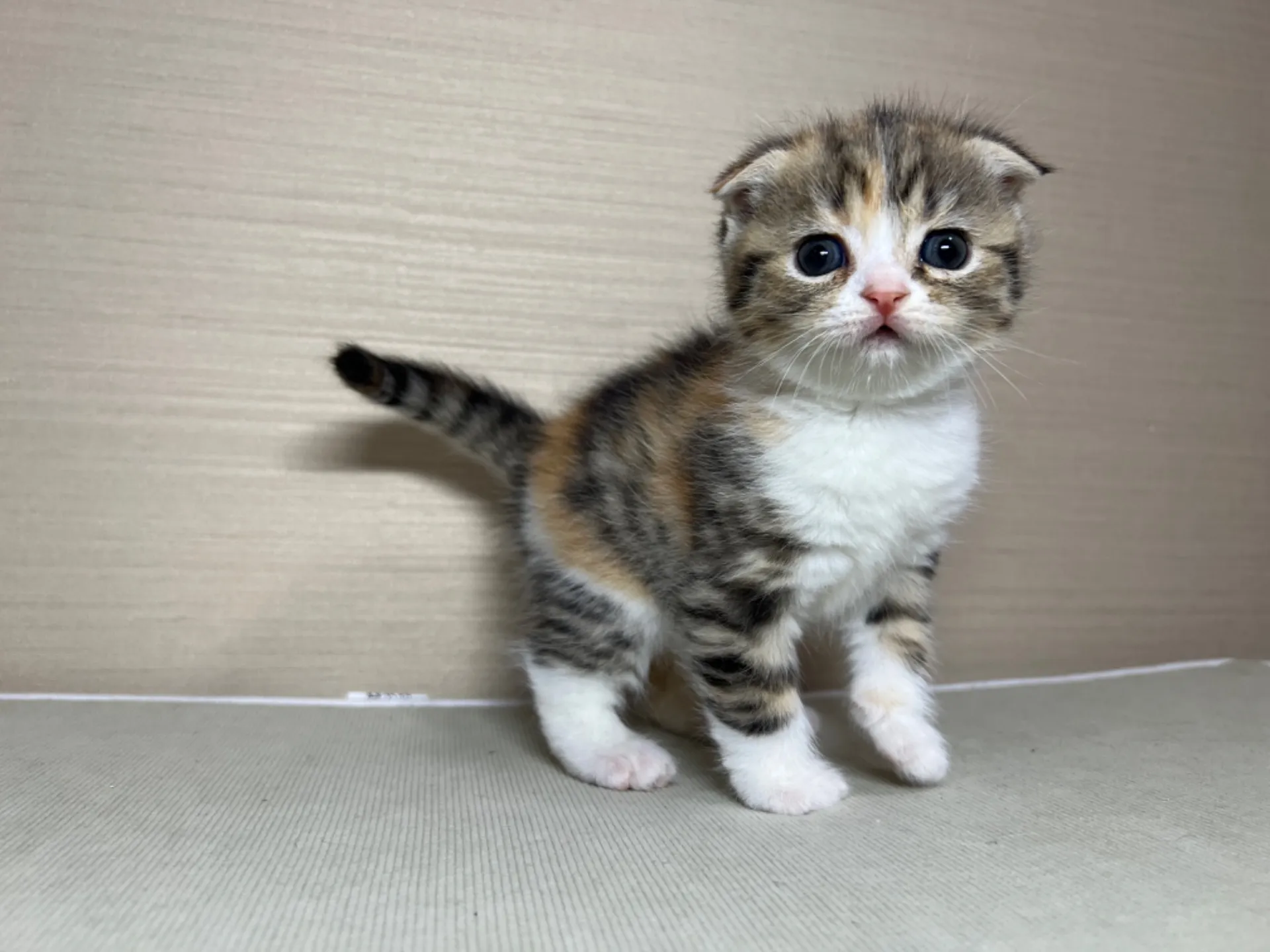 スコティッシュフォールド(1/24生)