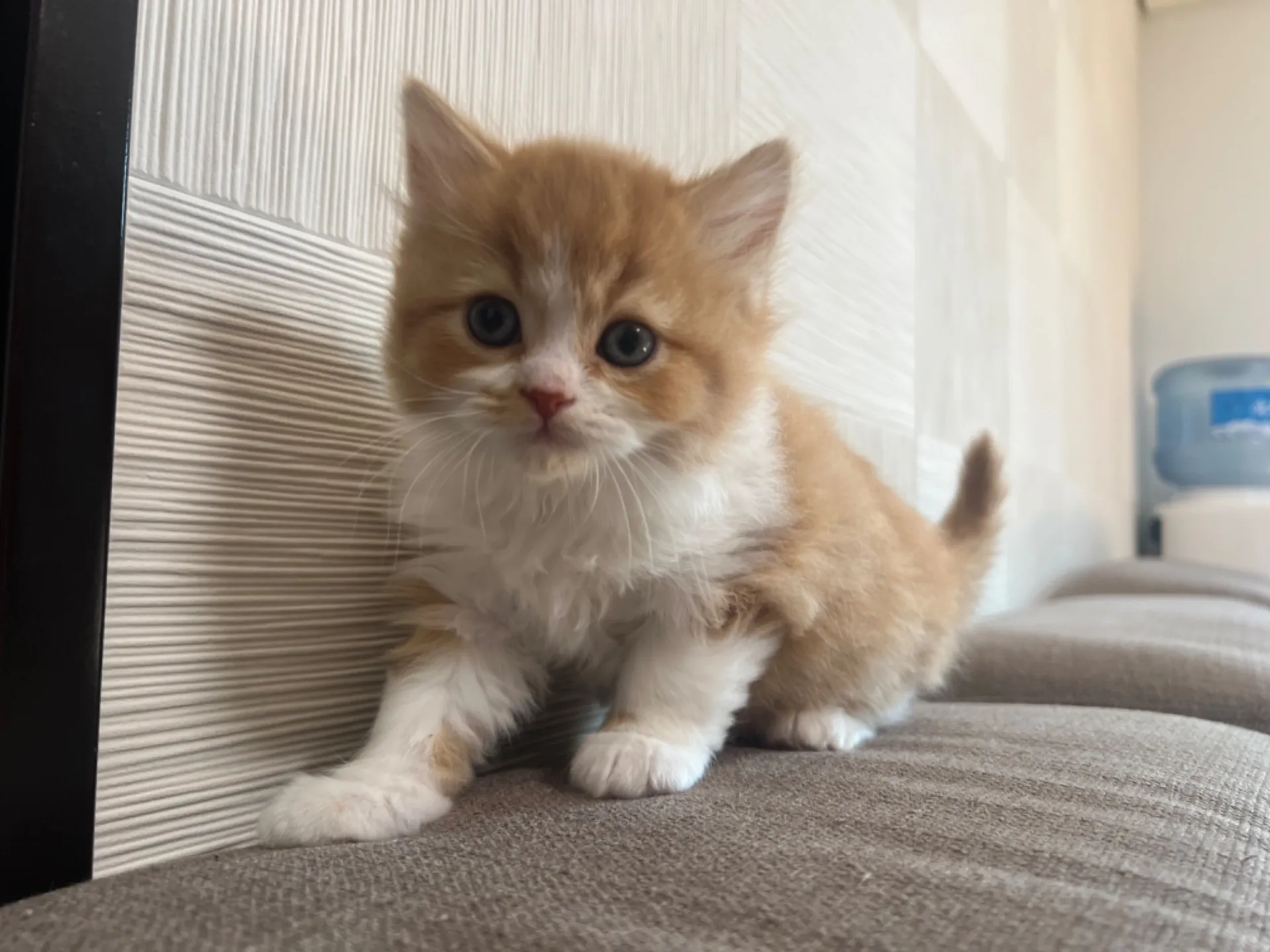 スコティッシュフォールド(1/30生)